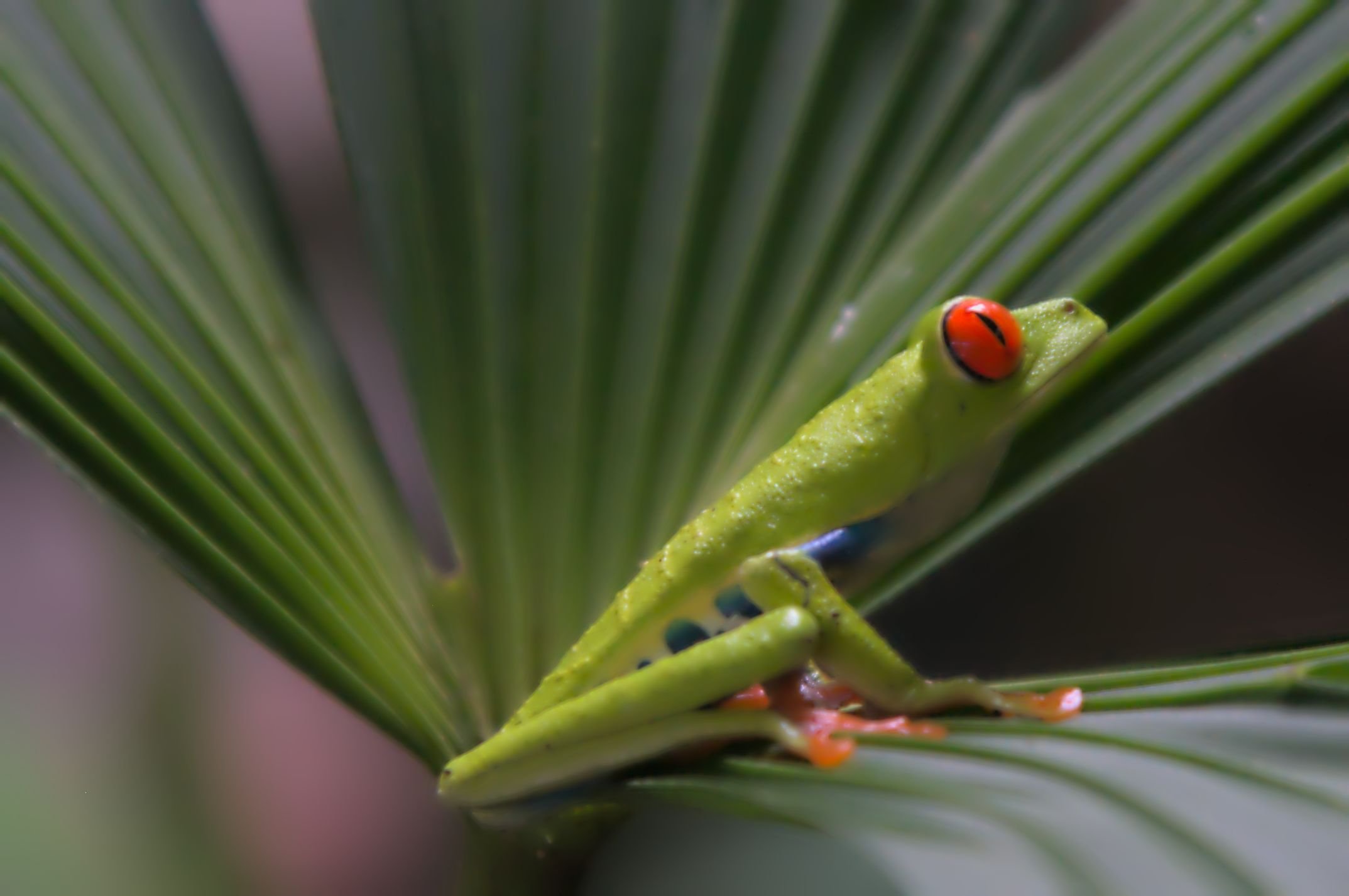 tree frog in Costa Rica.jpg
