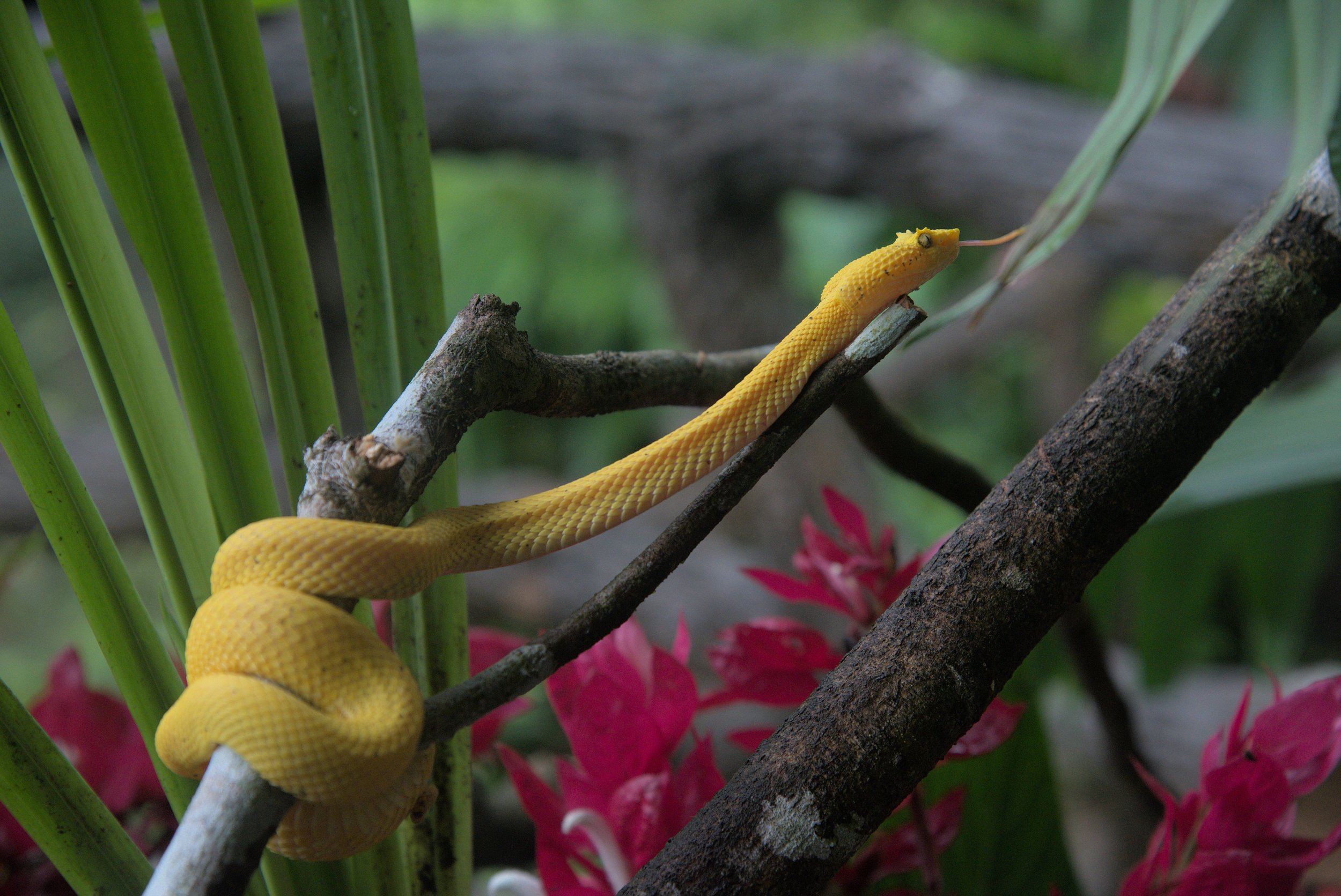 eyelash viper snake in Costa Rica.jpg