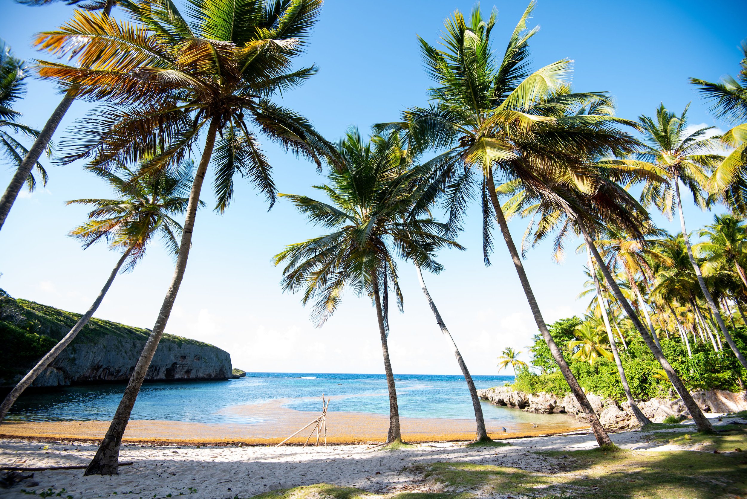 beach and palm trees in the Dominican Republic.jpg