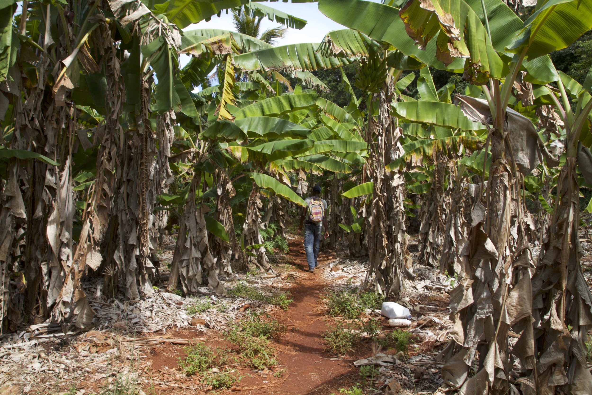 walking through banana trees in the Dominican Republic.jpeg