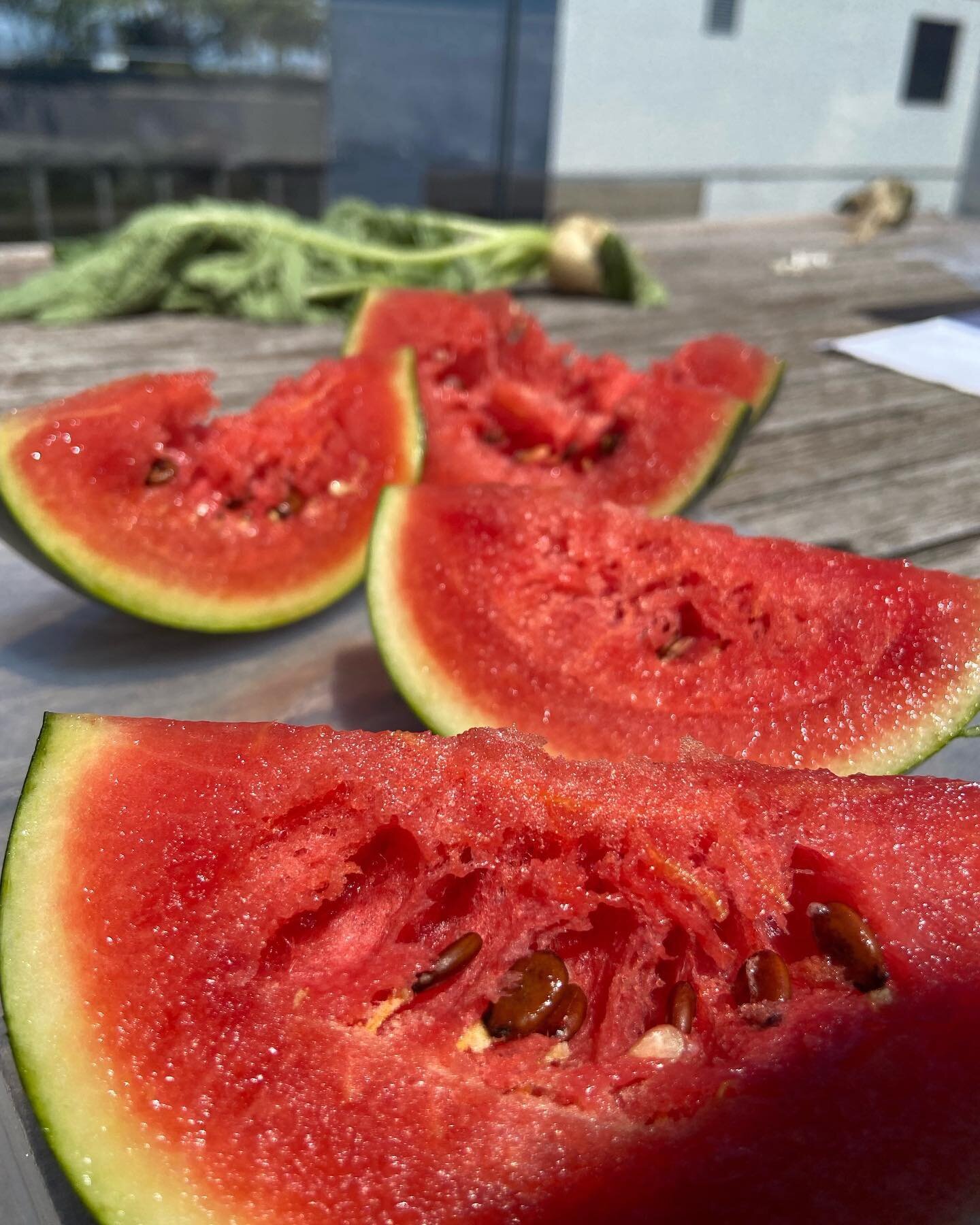 Hydroponic watermelon again this 2022 season at our Farm Amenity location @denizen.bshwk 

Our farmers grow food and memories with the residents at our Farm Amenity locations. 

People love farms where they live. Green Food Solutions is helping farme