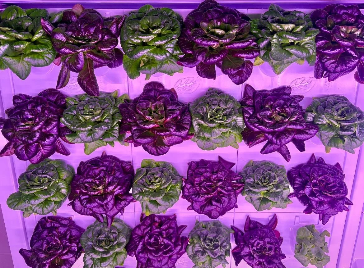 Walls of lettuce heads🌱👩&zwj;🌾 
 
We just won&rsquo;t stop growing food and new farm locations until we  create the local food system we all do this for🙌

#foodsystems #hydroponics #foodaccess #sustainableliving #greenfoodsolutions #Amenities