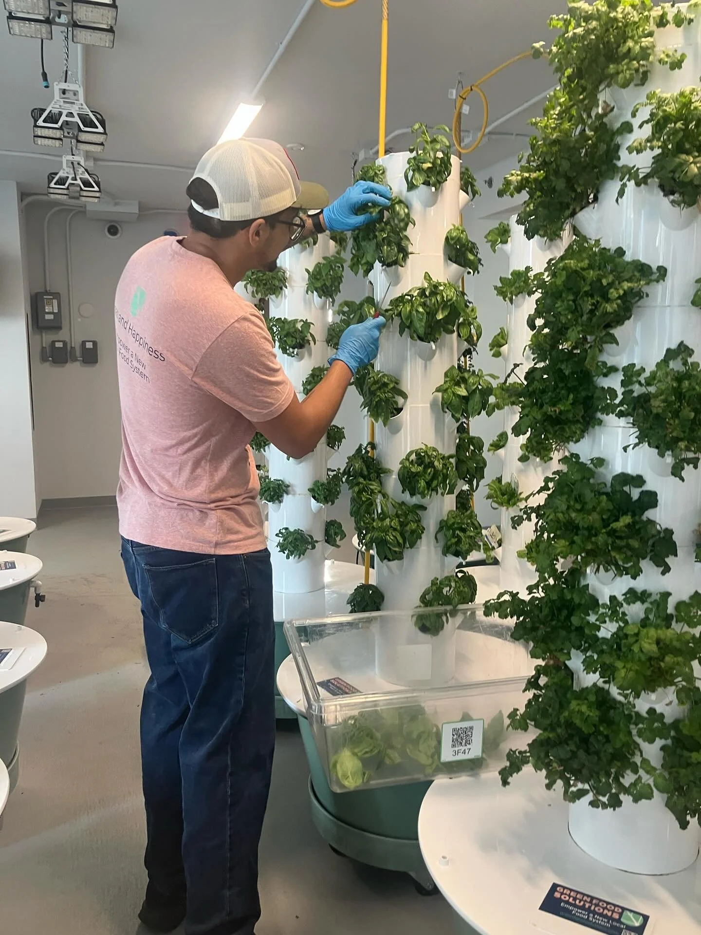 Harvest day🌱 

Good vibes and good food at our @liberty_towers Farm Amenity&reg;️ 

We have fun with each community we are part of as the farmers ☀️👩&zwj;🌾

Salad mixes 🥗 , all sorts of freshly harvested kales, chards, herbs and even strawberries