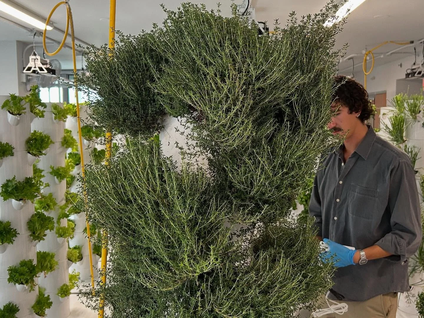 Happy Labor Day weekend 🌱

While Summer is almost at the end of the season , we will enjoy growing our summer thyme all year long. 🌿 

Keeping it fresh the Green Food Solutions way🌱

What did you grow this year? Did you grow it hydroponically? 

L