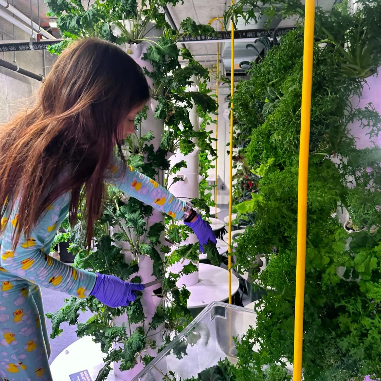 Imagine growing up with a farm just an elevator ride away. 🌱

This little grower loves visiting the towers &mdash; learning where her food comes from and harvesting it herself.

This is the next chapter of sustainable, local food systems. 💚✨

#Farm