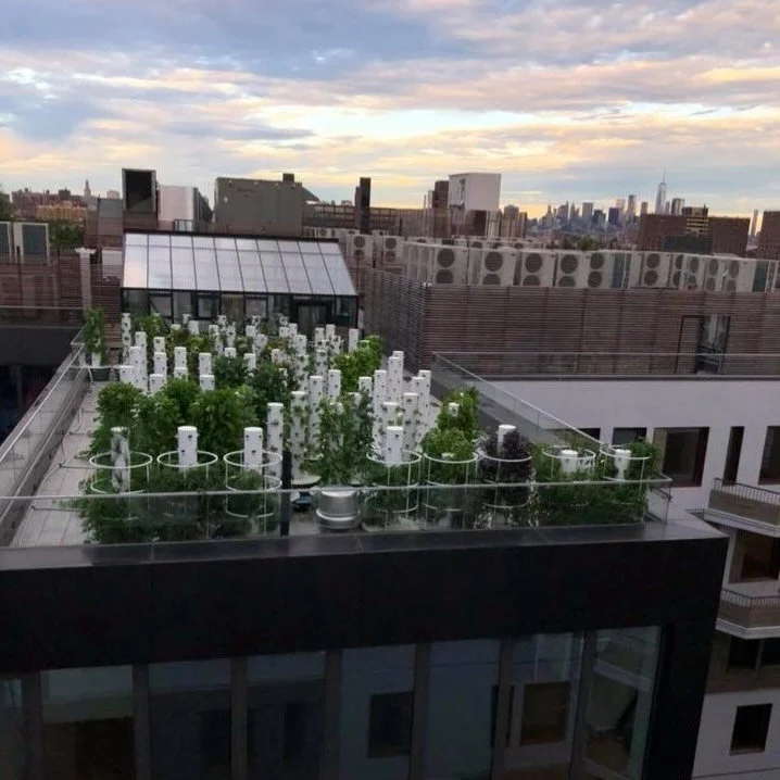 Rooftop views and greens that grow above the city hustle. 🌱🏙️ Hydroponic farming in the heart of New York never looked so good.

#GreenFoodSolutions #VerticalFarming #HydroponicFarming #UrbanFarming #FarmAmenity #SustainableFood #FarmFreshAllYear #