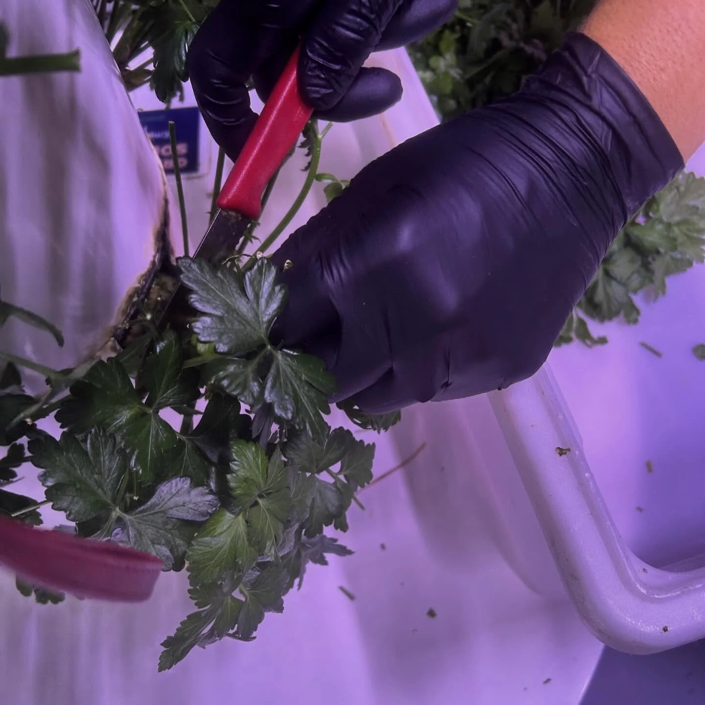 One of our favorite views: fresh greens being harvested at their peak. 🌱✨

#GreenFoodSolutions #VerticalFarming #HydroponicFarming #UrbanFarming #FarmAmenity #SustainableFood #FarmFreshAllYear #GrowLocal #LocallyGrown #IndoorFarming