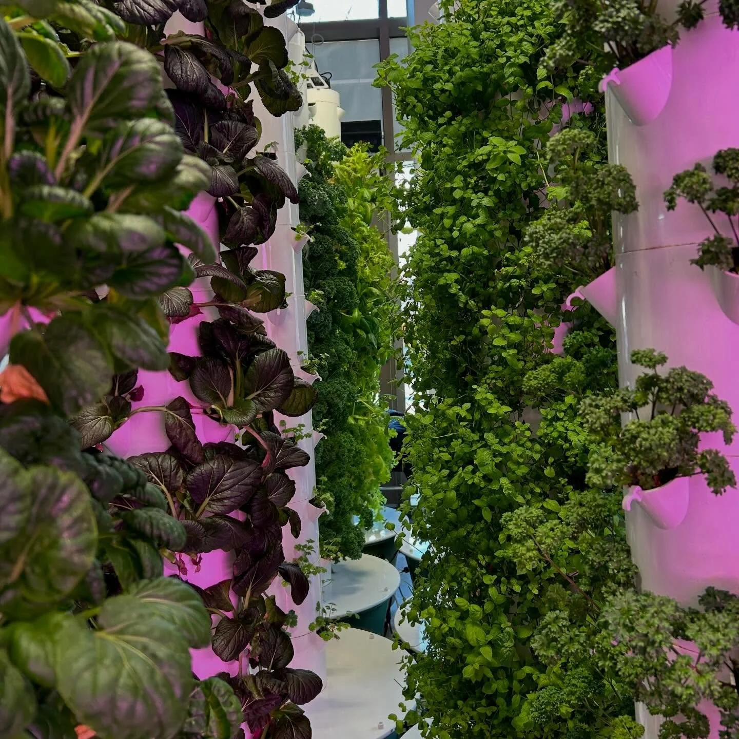 Wishing you a season filled with joy, connection, and good food grown close to home. 🎄🌱

From all of us at Green Food Solutions &mdash; Merry Christmas!