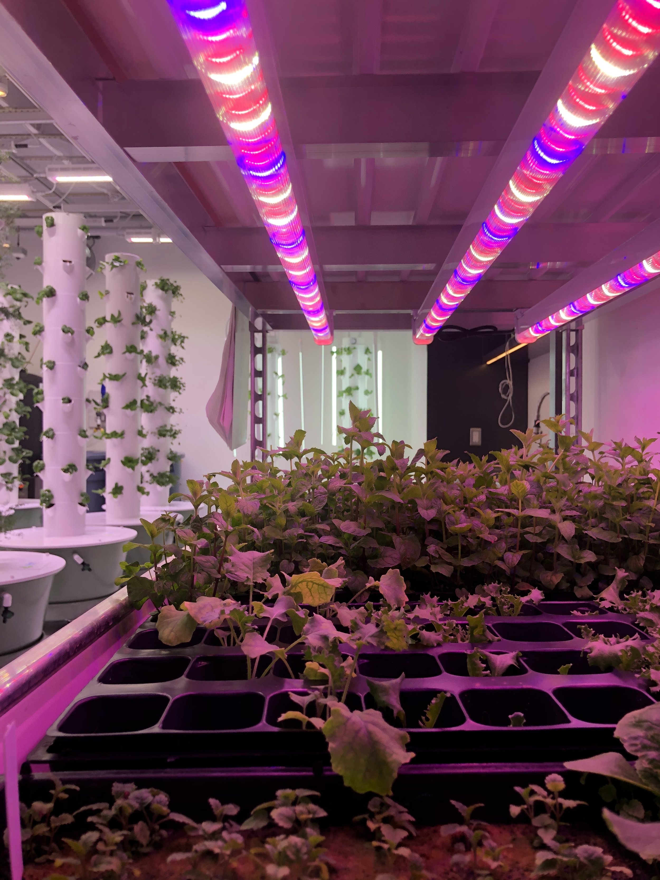 Green Food Solutions