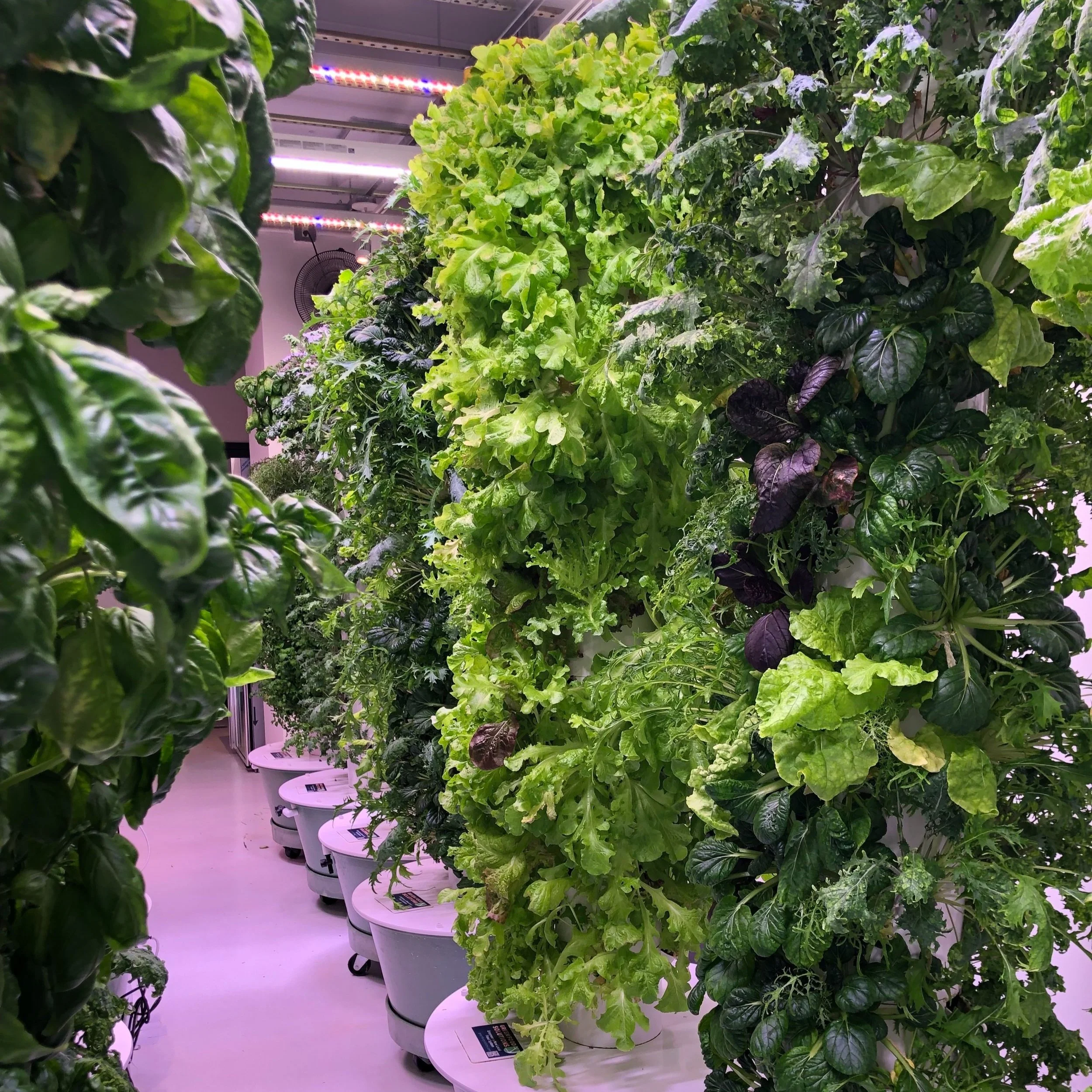 Green Food Solutions