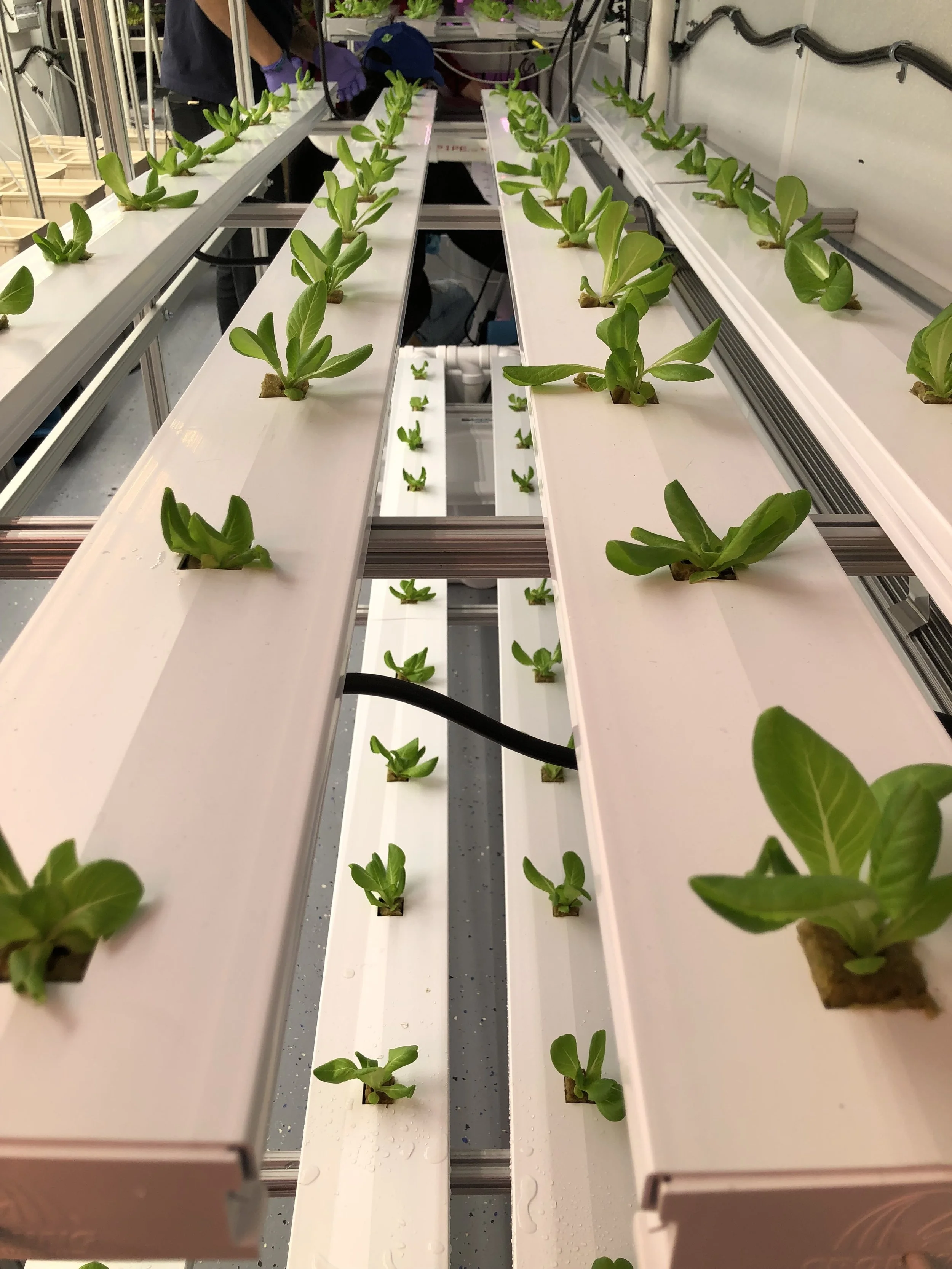 Green Food Solutions