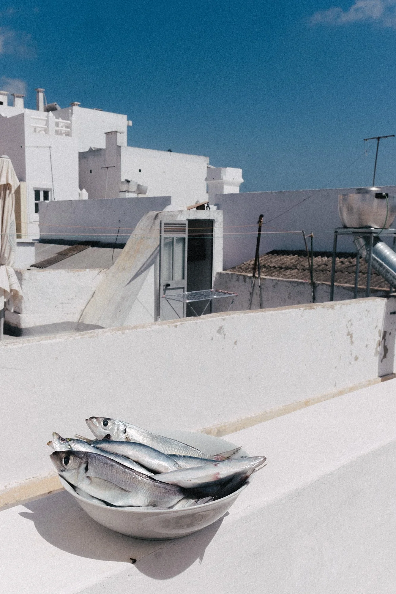 Fresh sardines in a bowl ready for barbecue with a beautiful view of Olhão in Algarve, Portugal, and a blue sky.