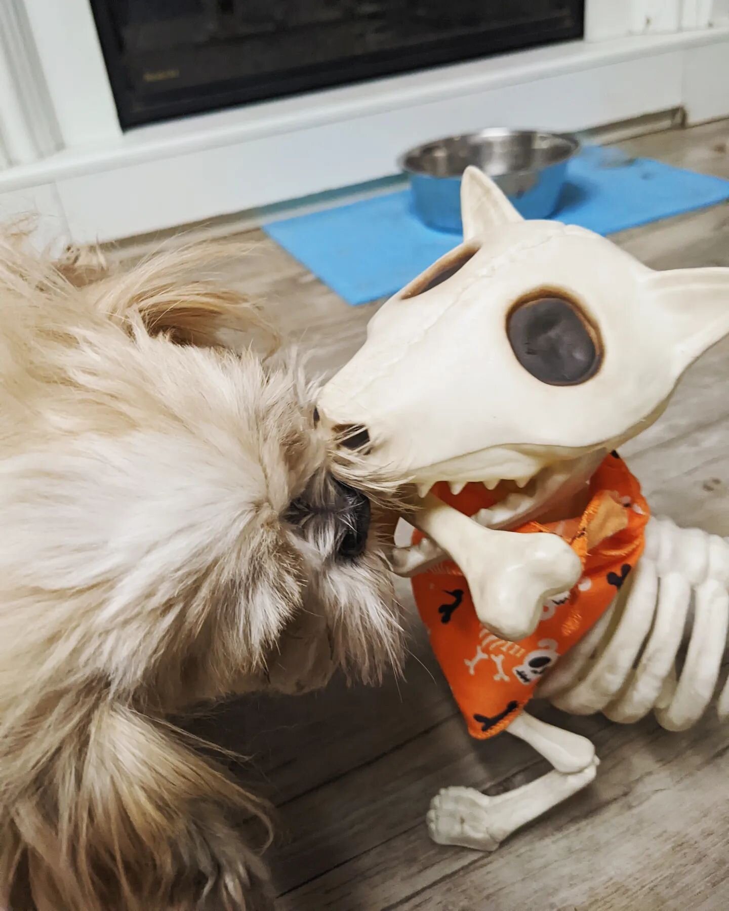 Spooktober Kennel Updates!

CLOSED FOR THE HOLIDAY
The kennel will be closed to the public Monday, October 10, for Thanksgiving. Minimal staff will be on hand to take care of the pups and will not be answering phones, emails, etc. The groomers will b
