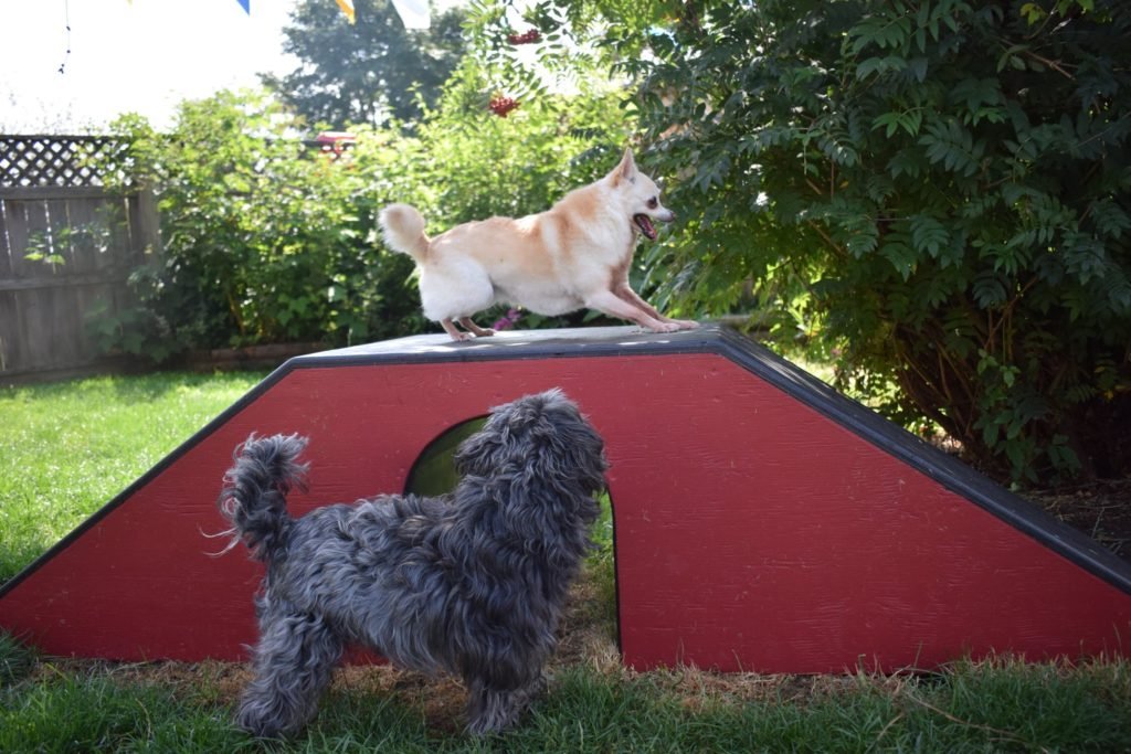 Animal Magic Pet Resort