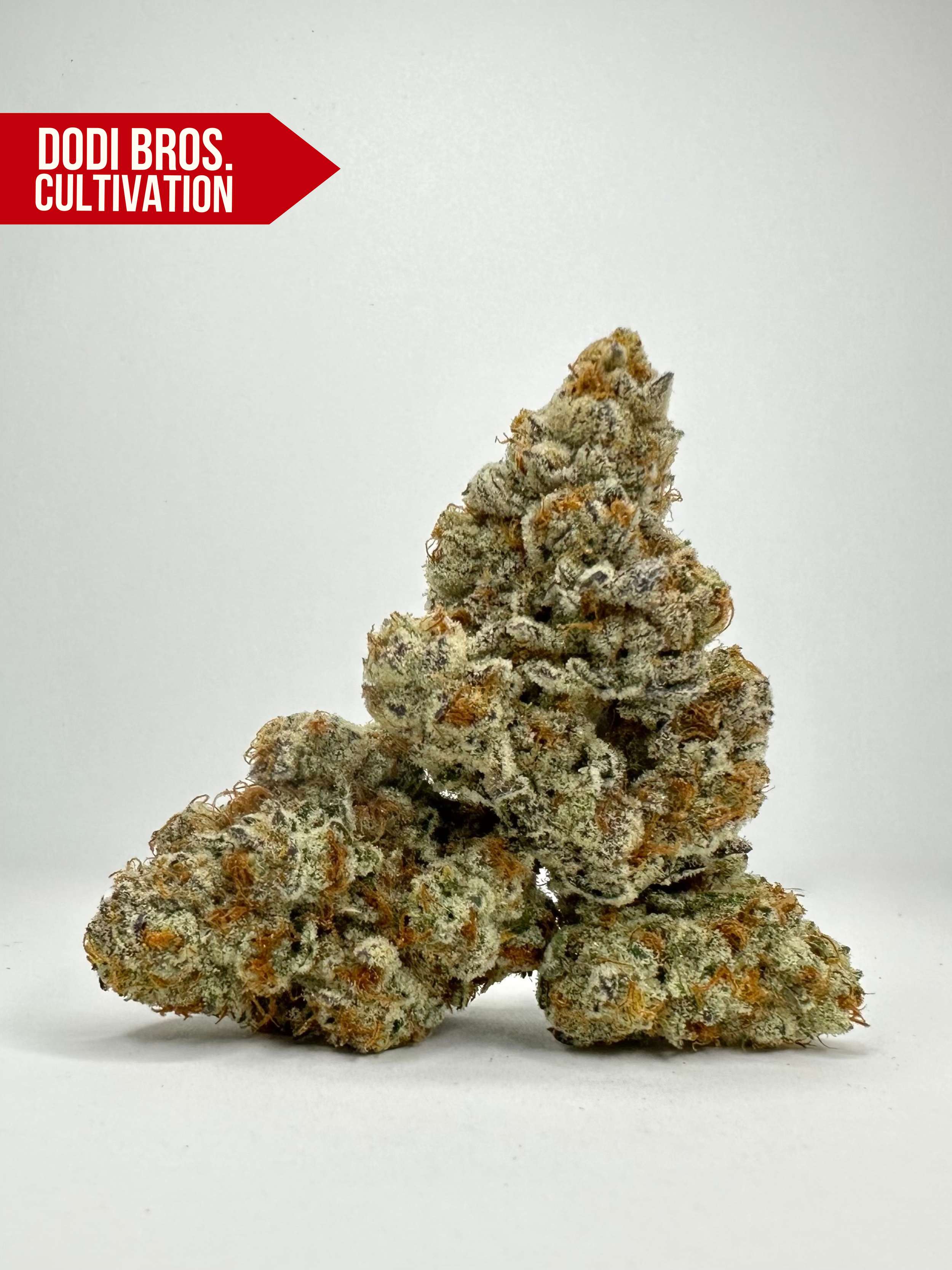 GLITTER BOMB - HYBRID - INDICA DOMINANT