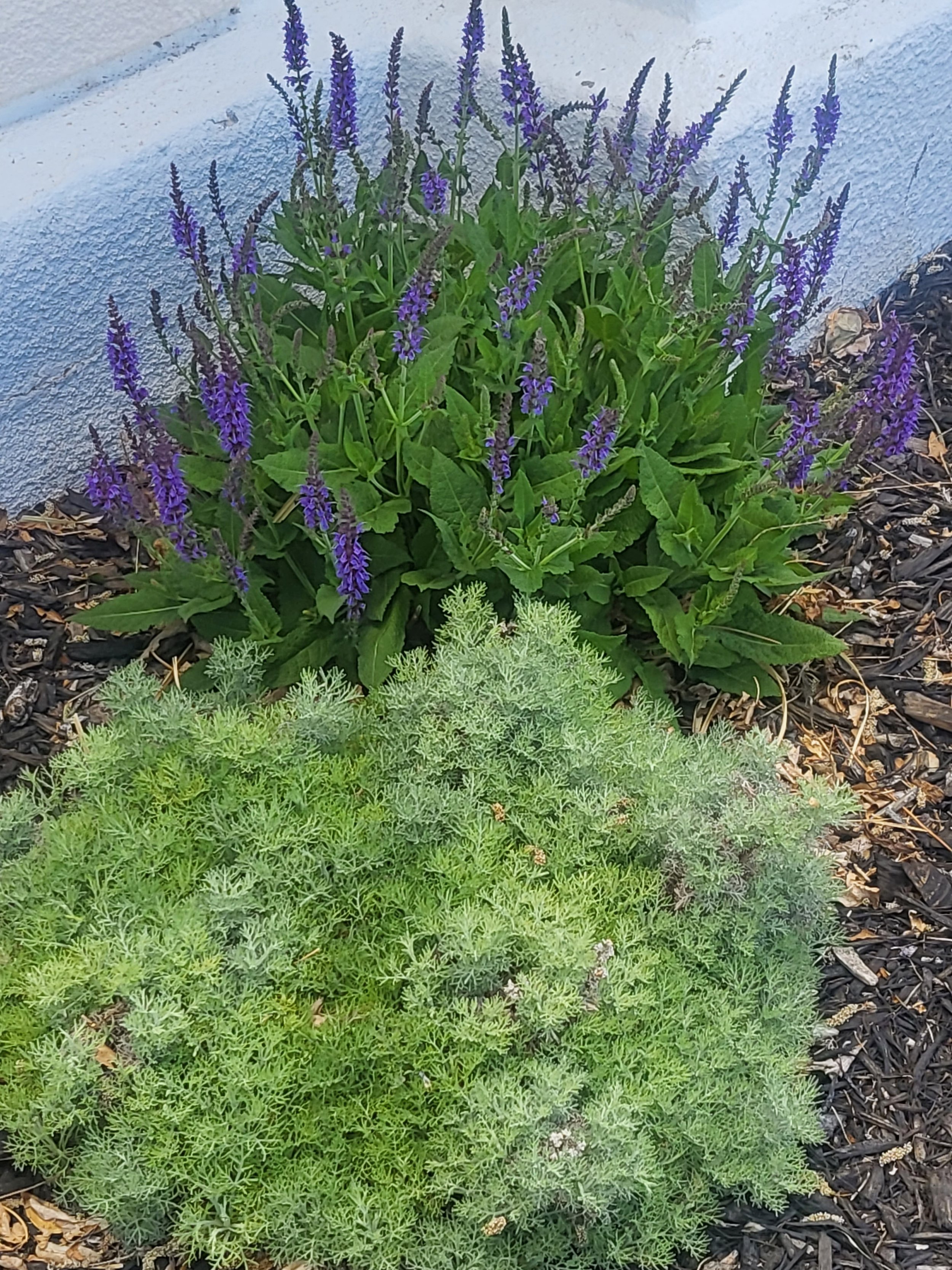 a spot of color