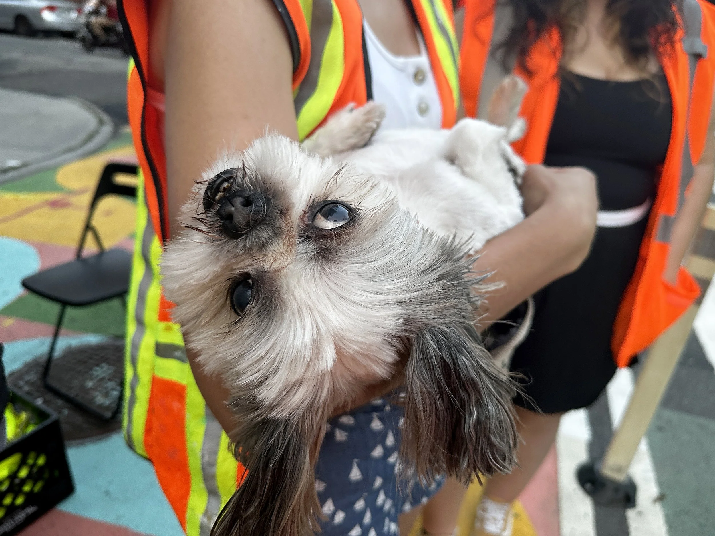 Pebbles the dog