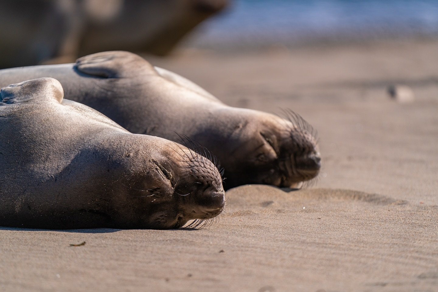As we stop and reflect during gratitude week here at Pusher, we look to these seals to show us the way to appreciate this earth and the places we can rest in it. If you haven&rsquo;t been to The Point Reyes National Seashore in November/December, we 