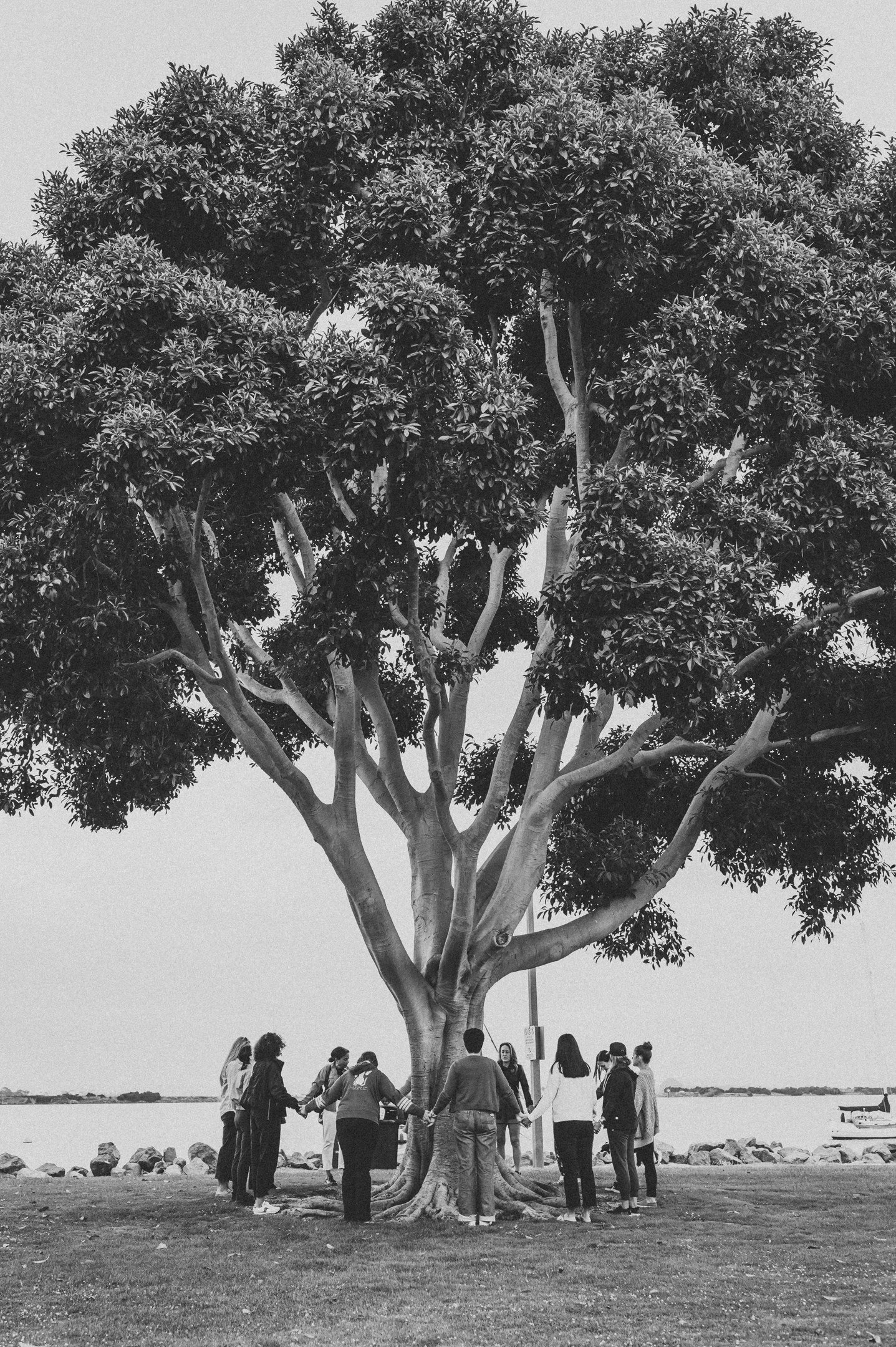 A group of people holding hands in a circle around a large tree near a body of water, with rocks on the ground and a cloudy sky.
