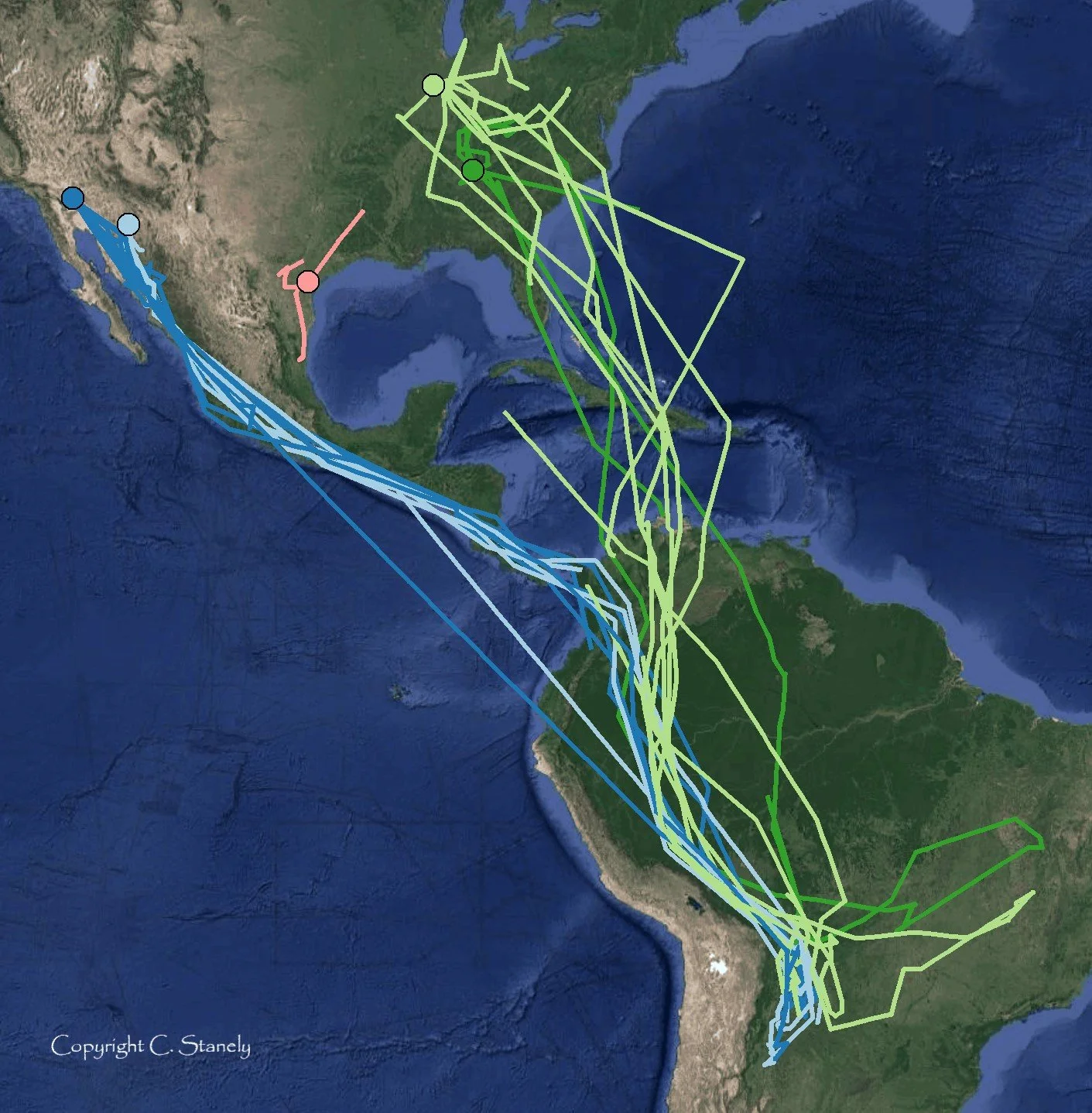 SATELLITE-TRACKING-OF-THE-YELLOW-BILLED-CUCKOOS-MIGRATION-ROUTES-Calandra-Stanleycr.jpg