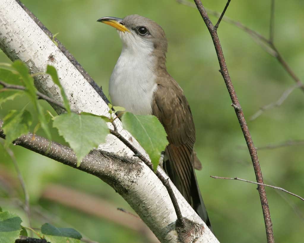 Yellow-billed Cuckoo Survey Protocol Training-Arizona