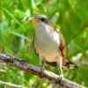 Yellow-billed Cuckoo Survey Protocol Training By Western Biology