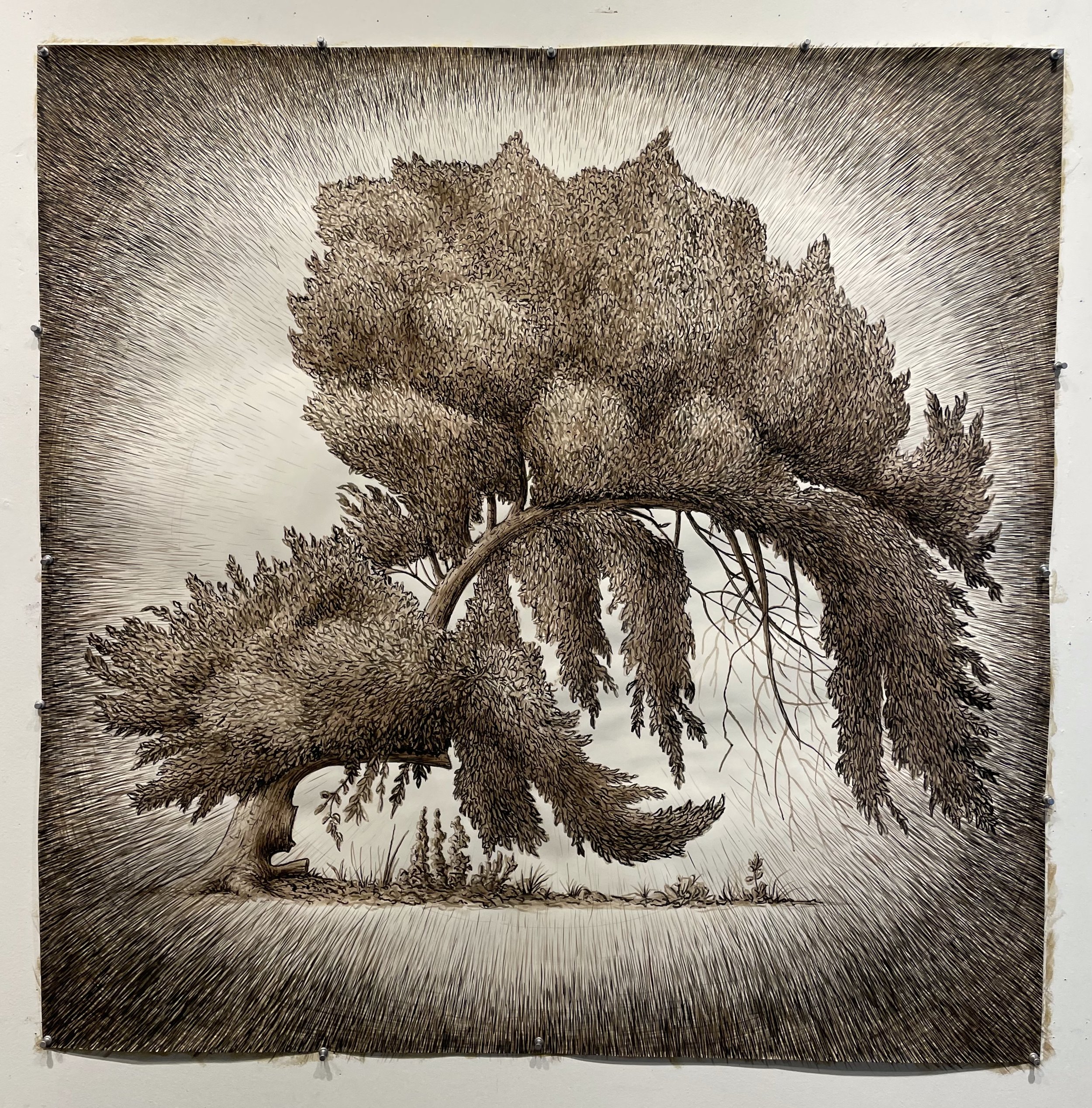 Untitled 2026 Black Walnut, sepia and India ink on paper 42 x 42 inches