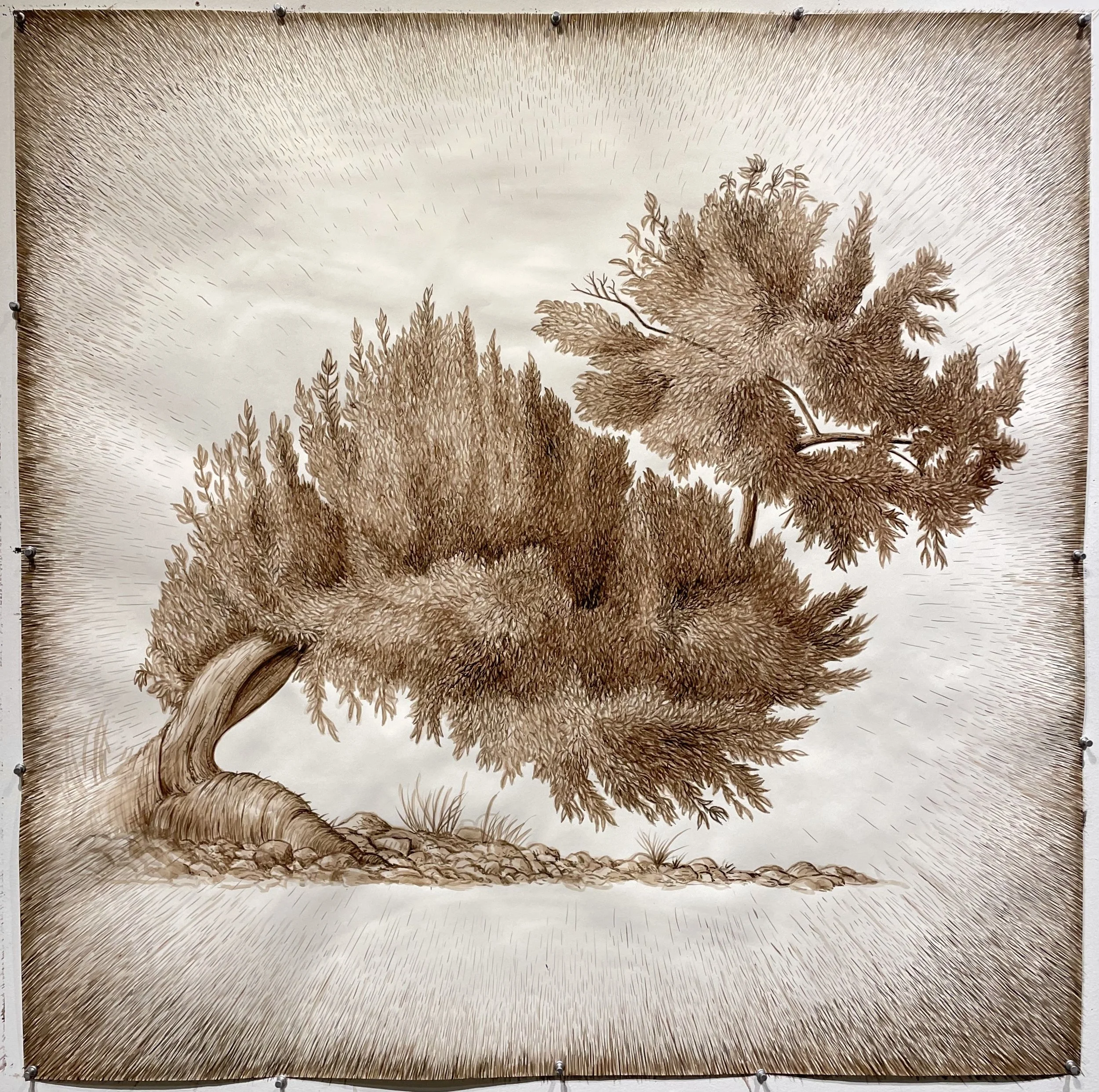 Untitled 2026 Black Walnut and sepia ink on paper 42 x 42 inches