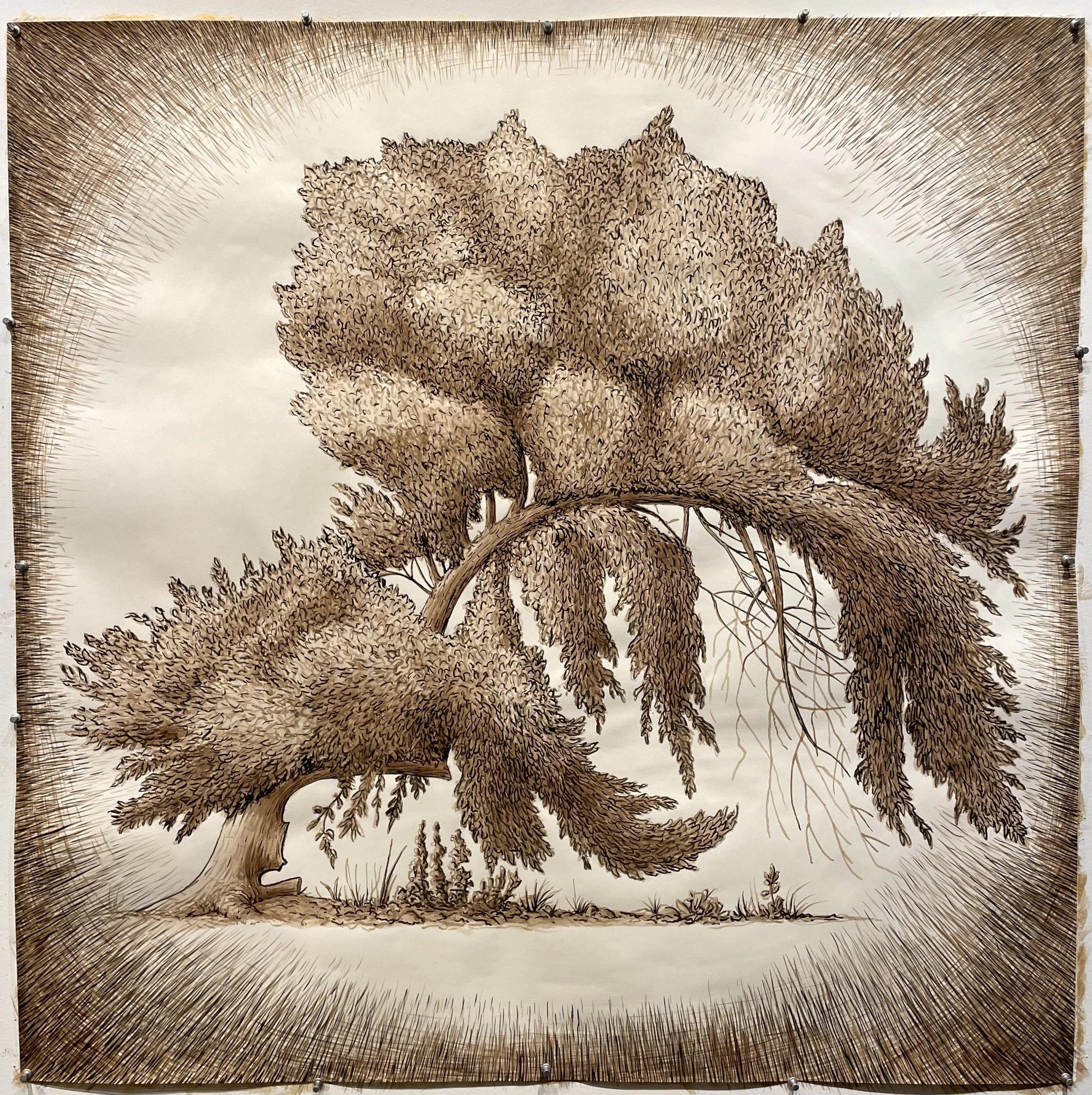 Untitled 2025 Black Walnut, sepia and India ink on paper 42 x 42 inches