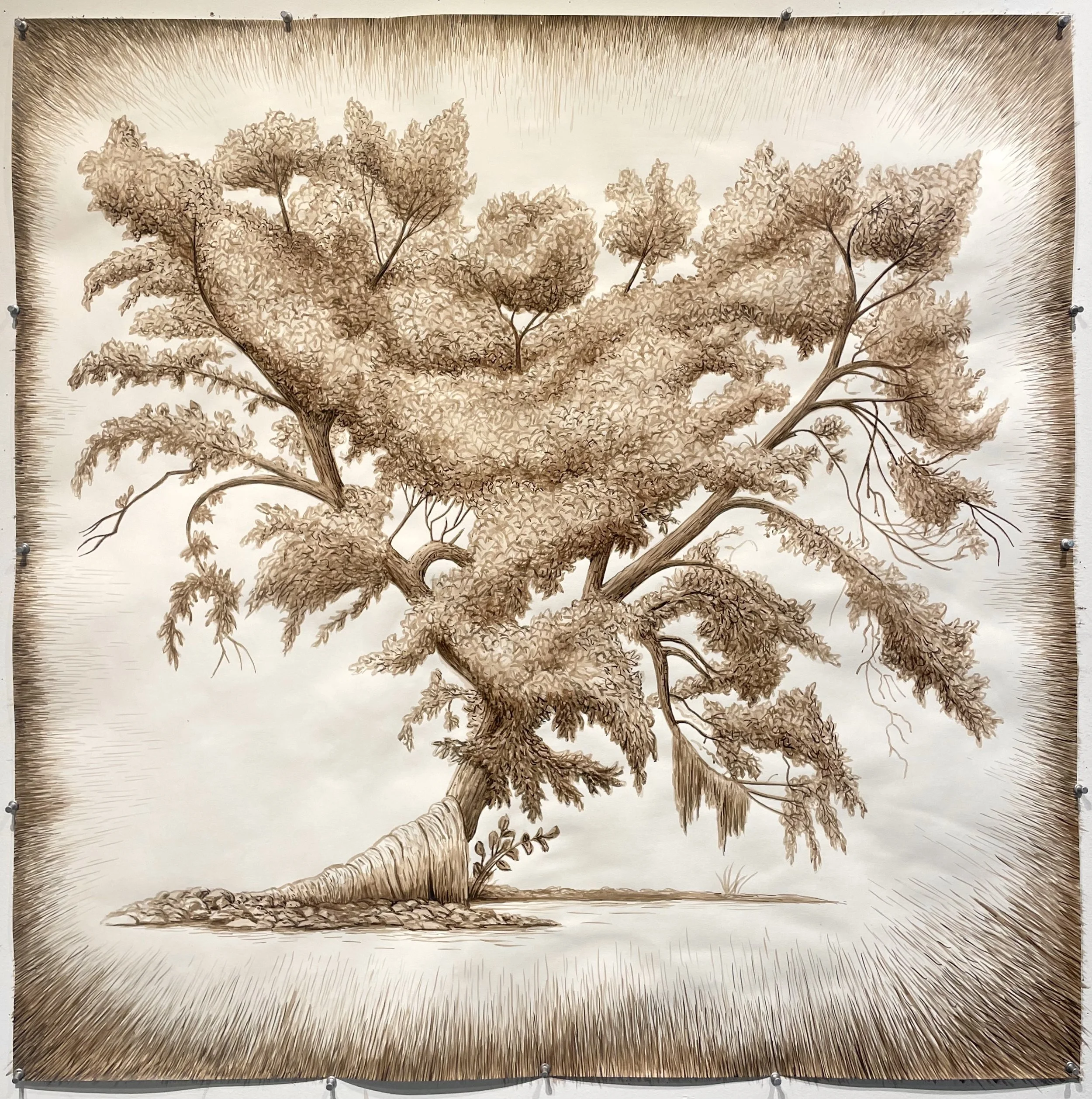 Untitled 2025 Black Walnut, sepia and India ink on paper 42 x 42 inches