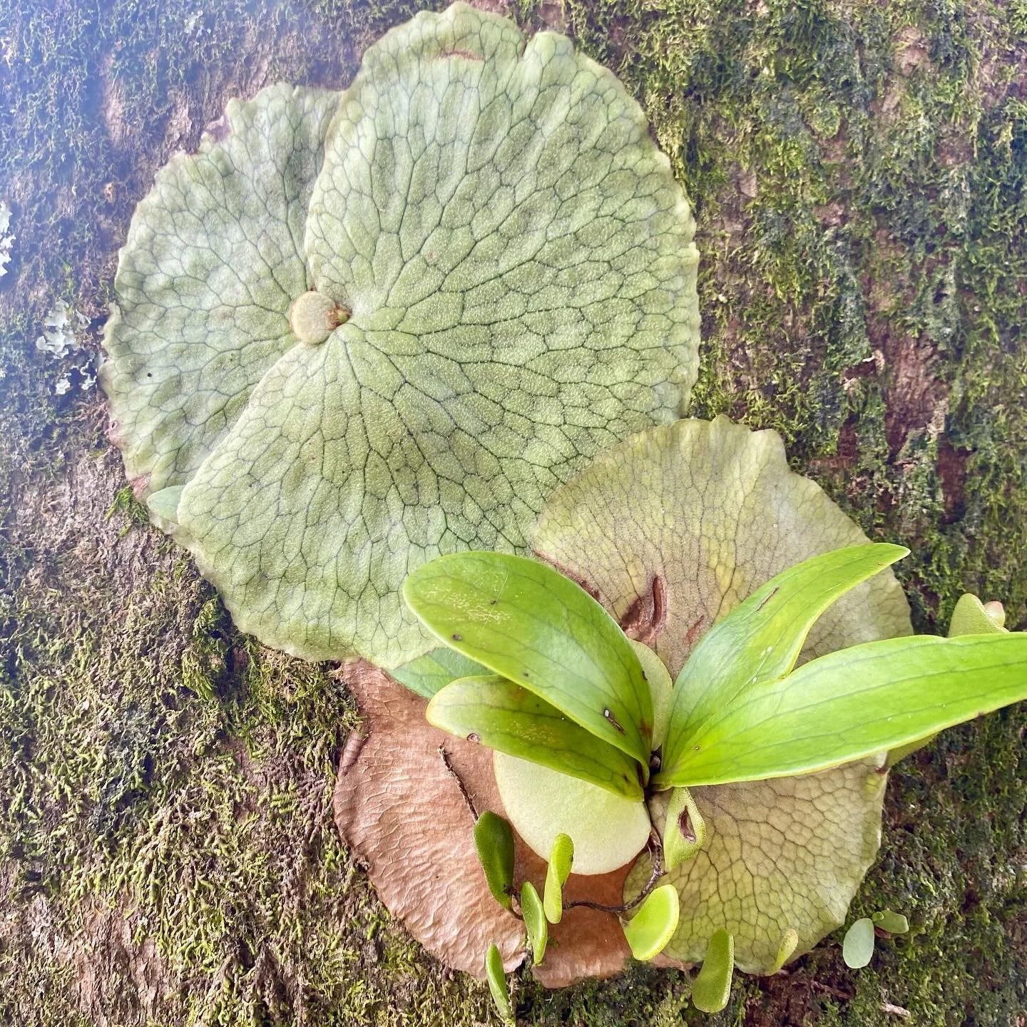 💚 Sprouting cellular memory 💚
Jinibara Country, Saturday 3rd May, The Ridge Retreat Maleny  with @sohoyogabne

Support facilitator to Mother Nature&hellip; 

Amongst the rainstorm and sun emergence, 
Inviting spaciousness and stillness to deeply li