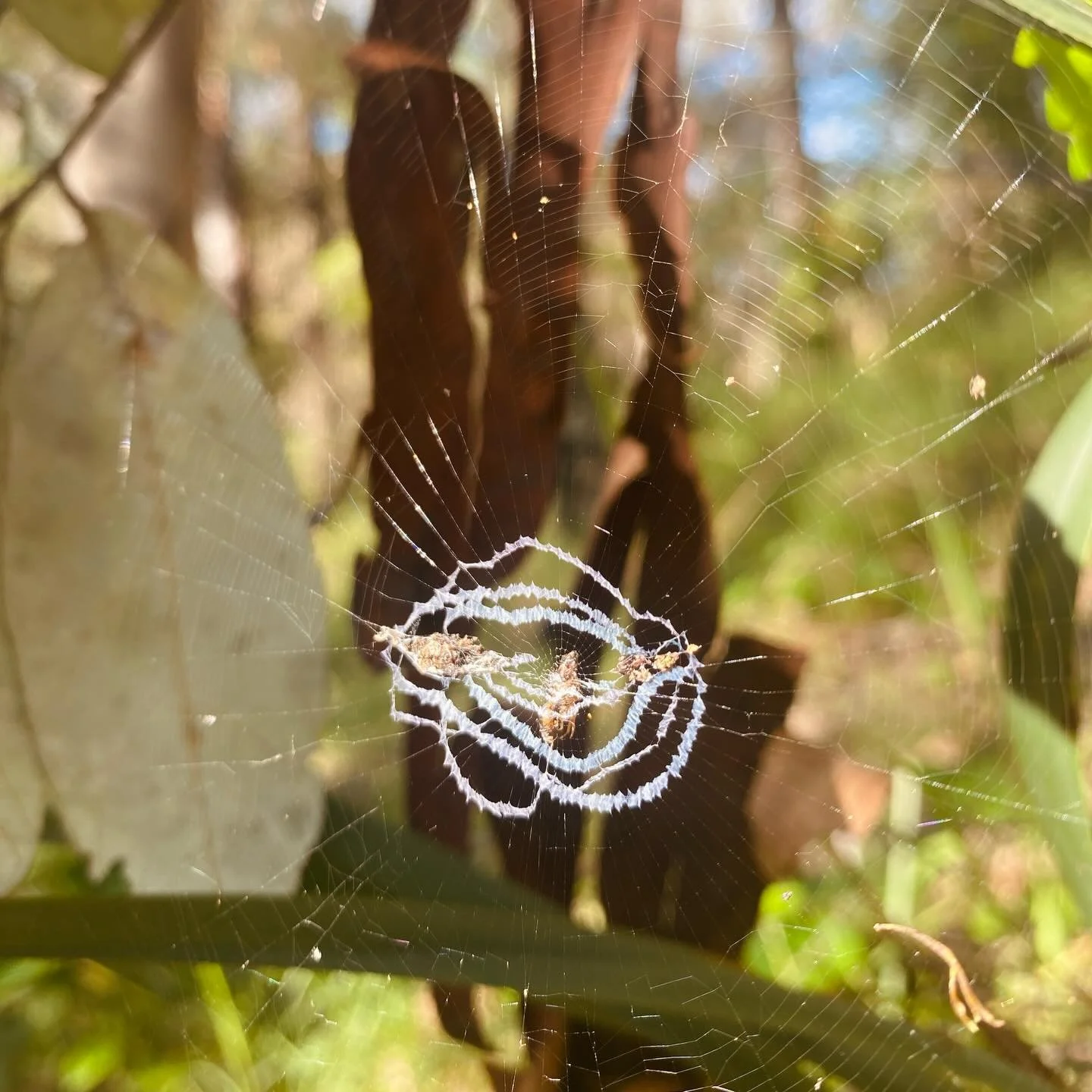 Something magical is being woven at Feathertail Nature Refuge right now&hellip;

This forested land of tall trees, fresh mountain water and heart opening bird song. A land i&rsquo;ve nestled into, cocooned with, grown on, sung to, been sung by&hellip