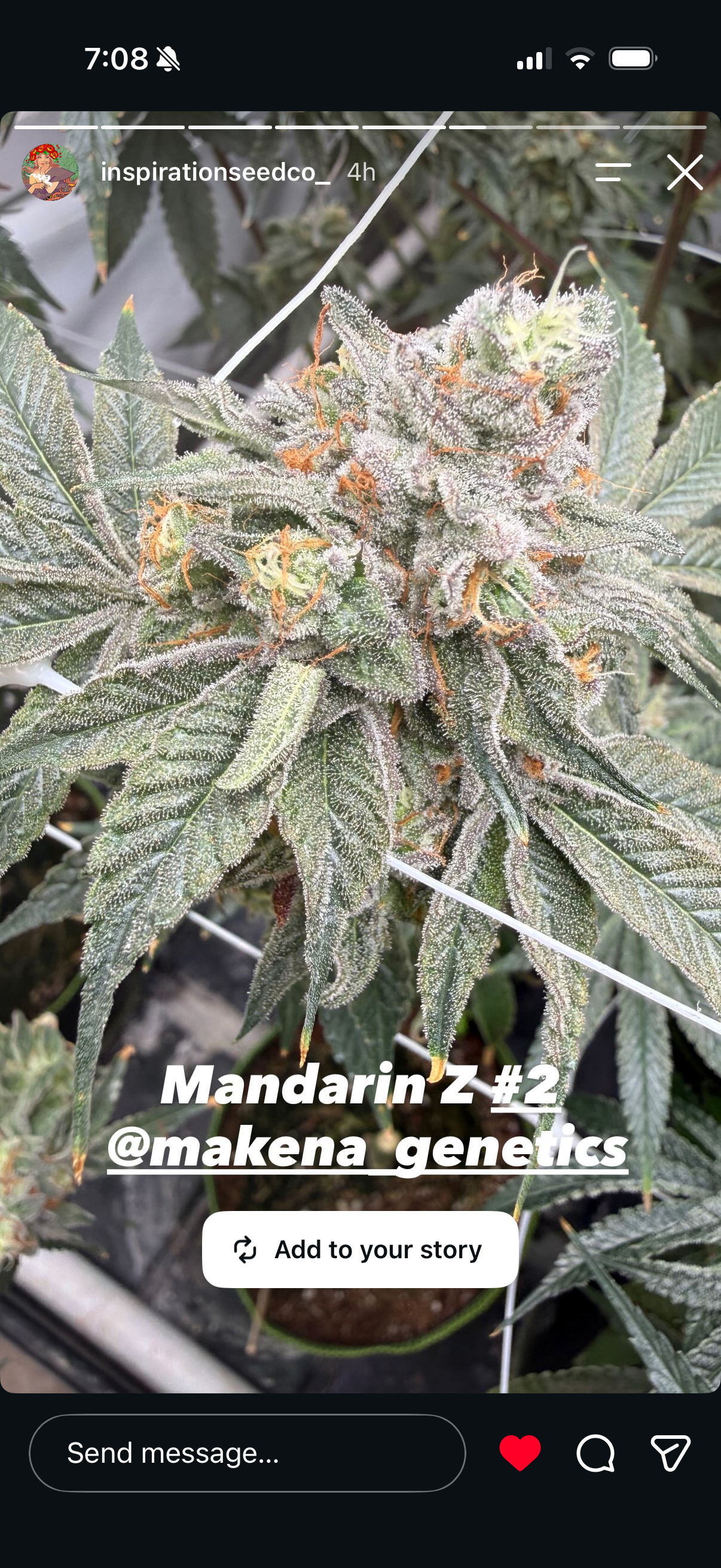 Mandy Z