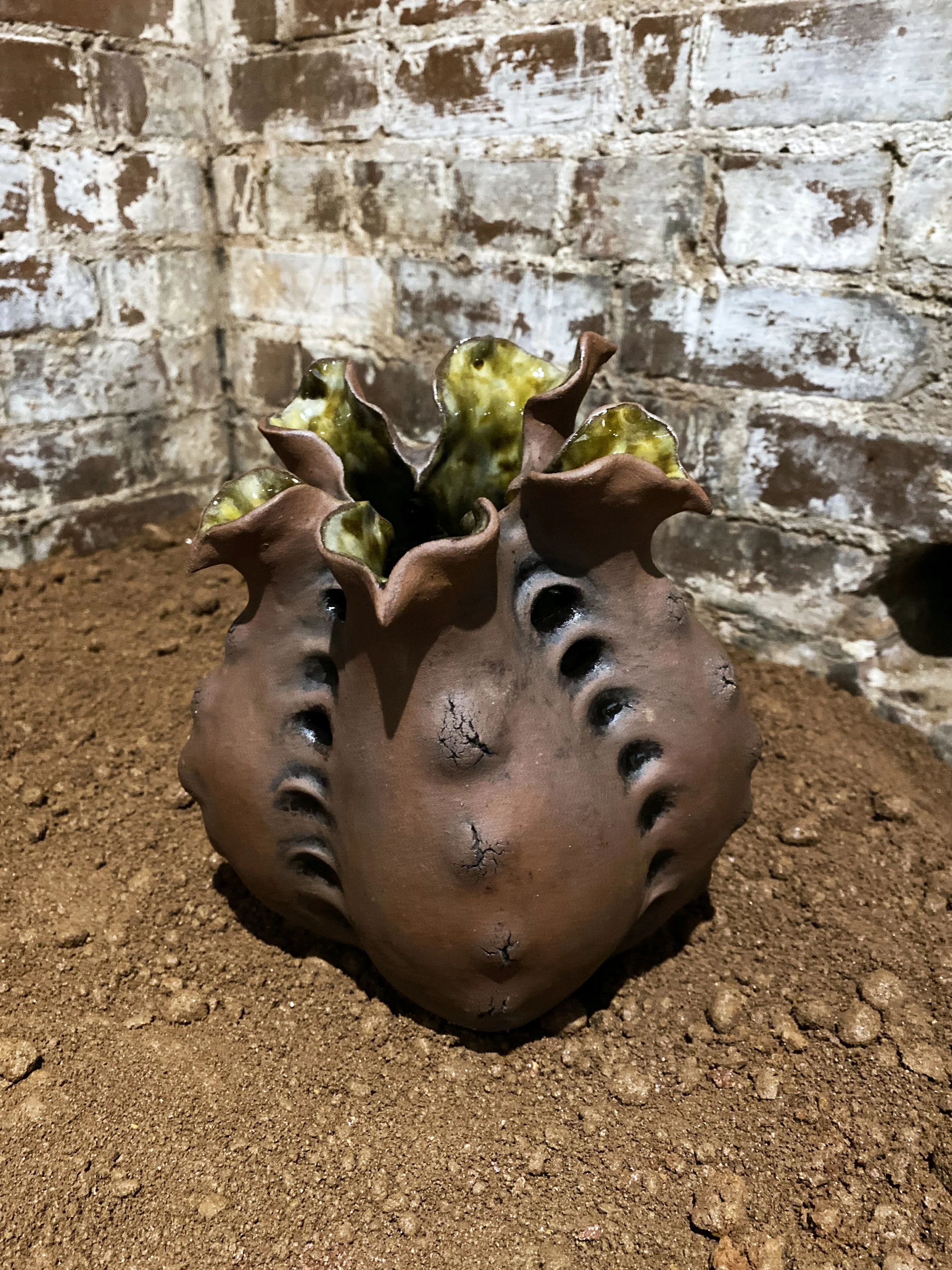 seed pod (navel)_300dpi_5000px.jpg