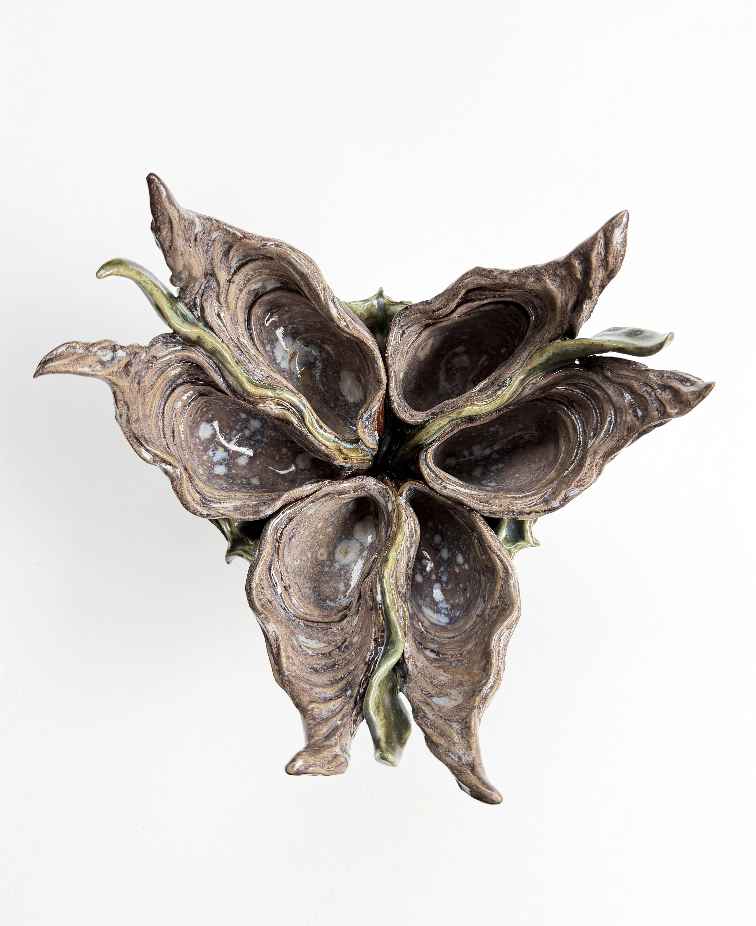 oyster plume