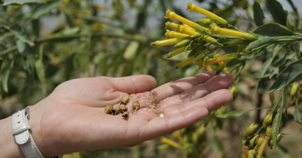 Kisa Gotami and the Mustard Seeds: A Buddhist Story About Grief