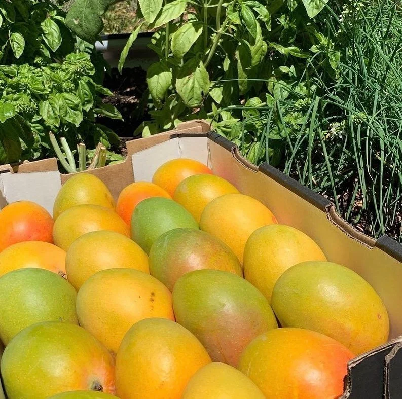 Last shipment of mangoes arrived today!!! Get in quick. R2E2 nice large fruit with small seeds.