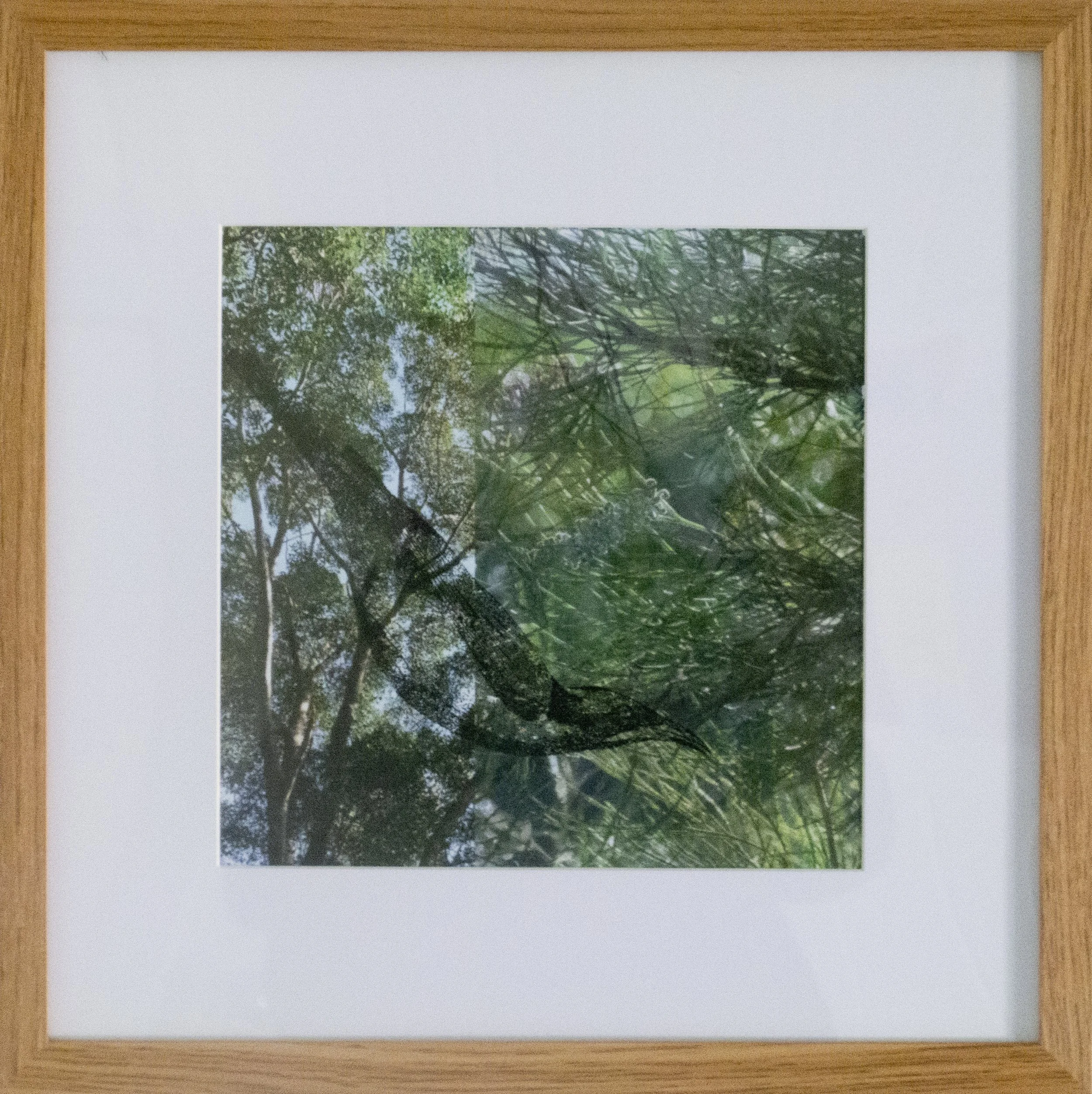 02_framed_honeyeater.jpg