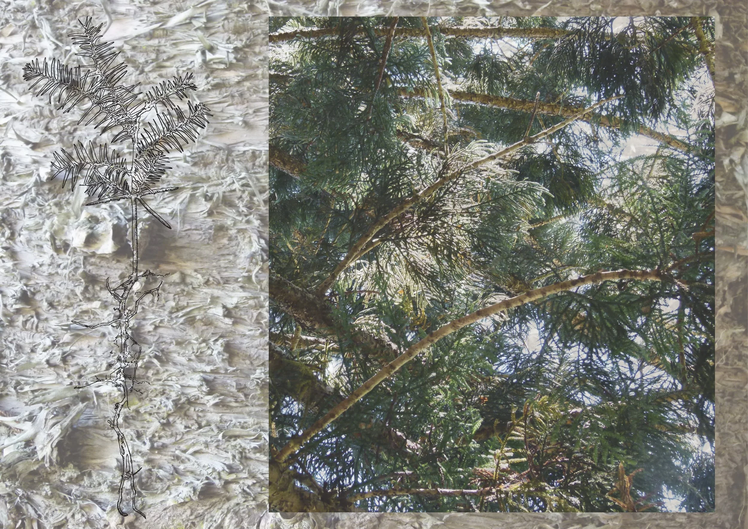 Araucaria Cunninghamii (Hoop Pine) - Alex Chadwick