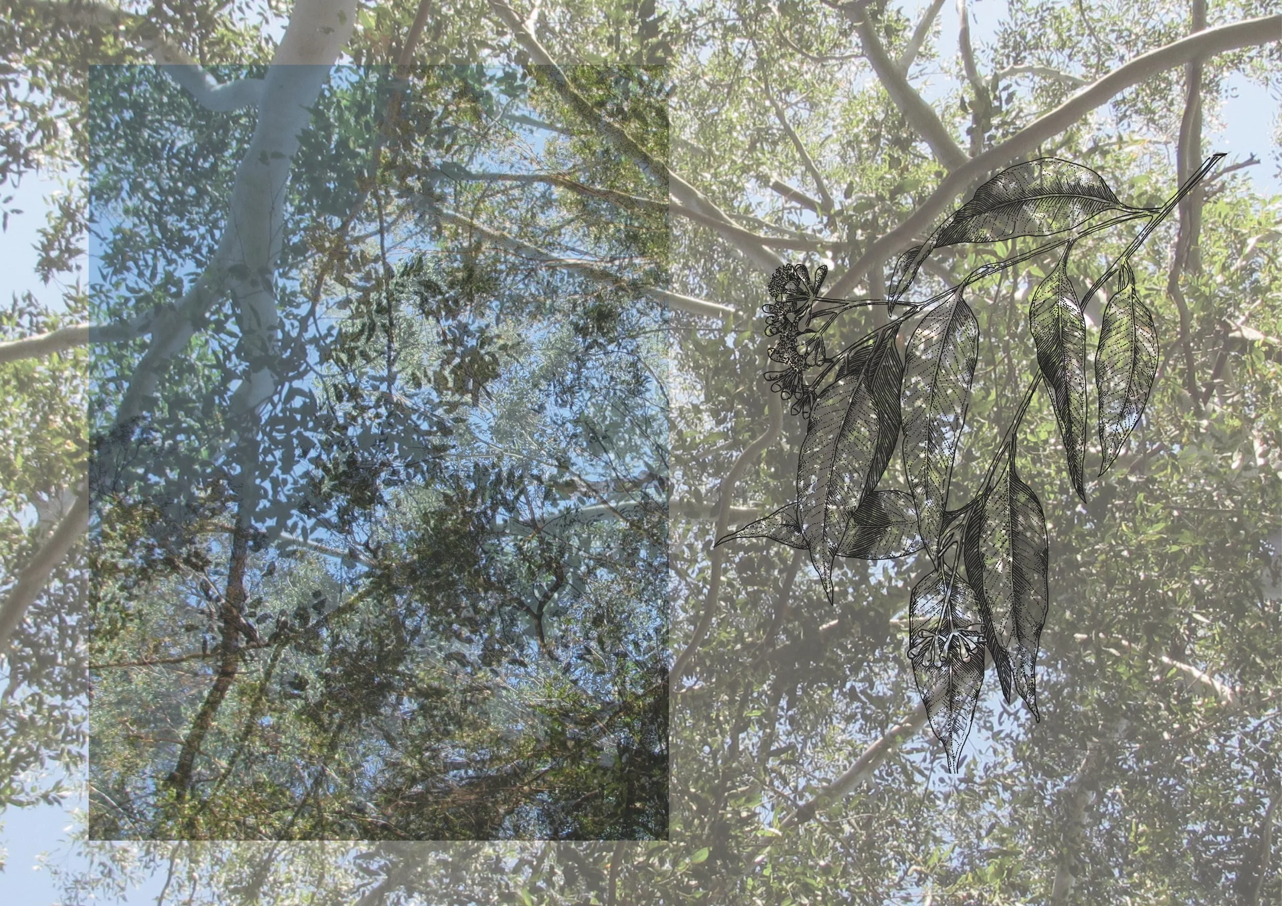 Eucalyptus Microcorys (Tallow-Wood) - Alex Chadwick