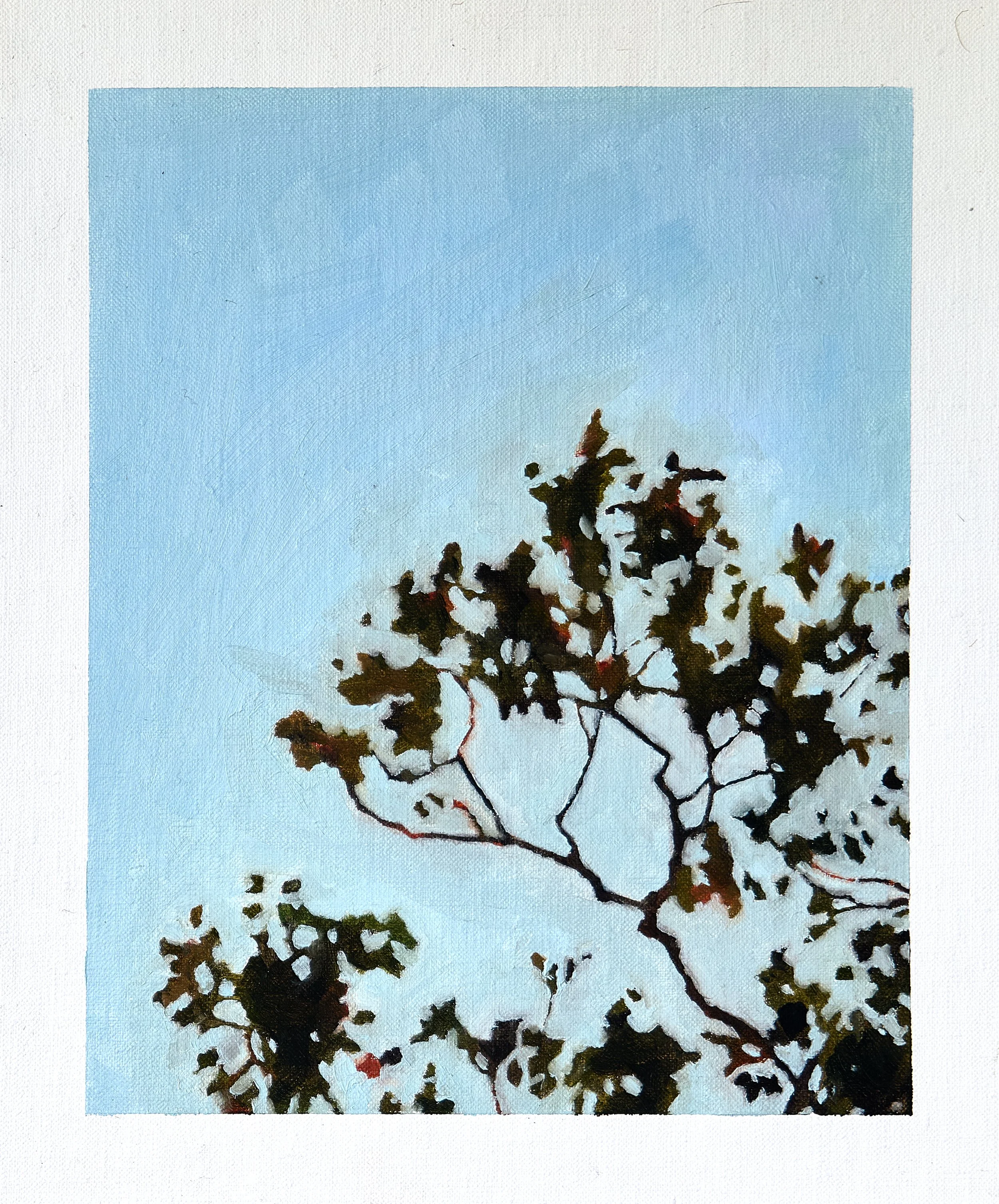 23_River Red Gum_ImageA.jpg