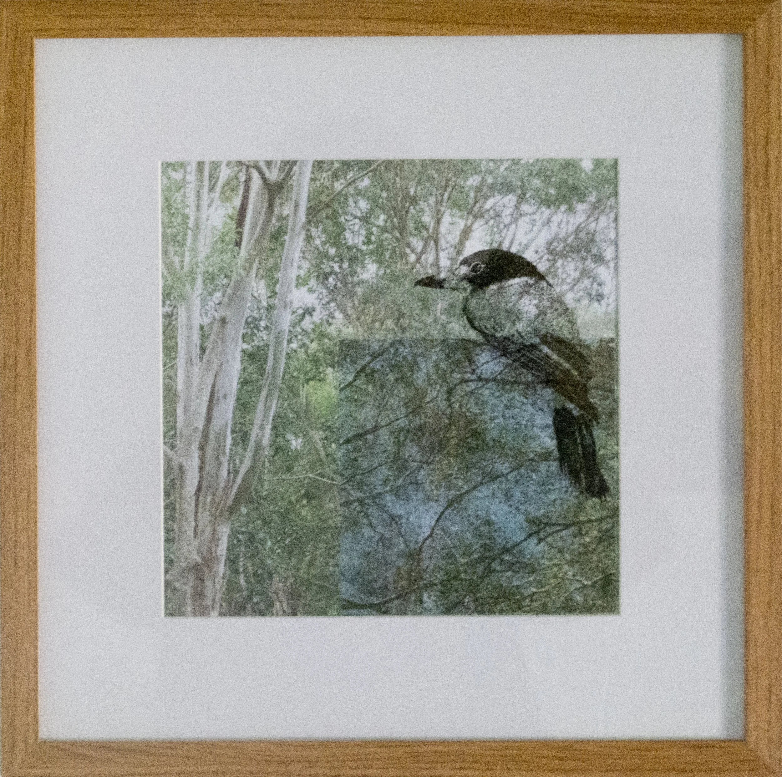 01_framed_butcherbird.jpg