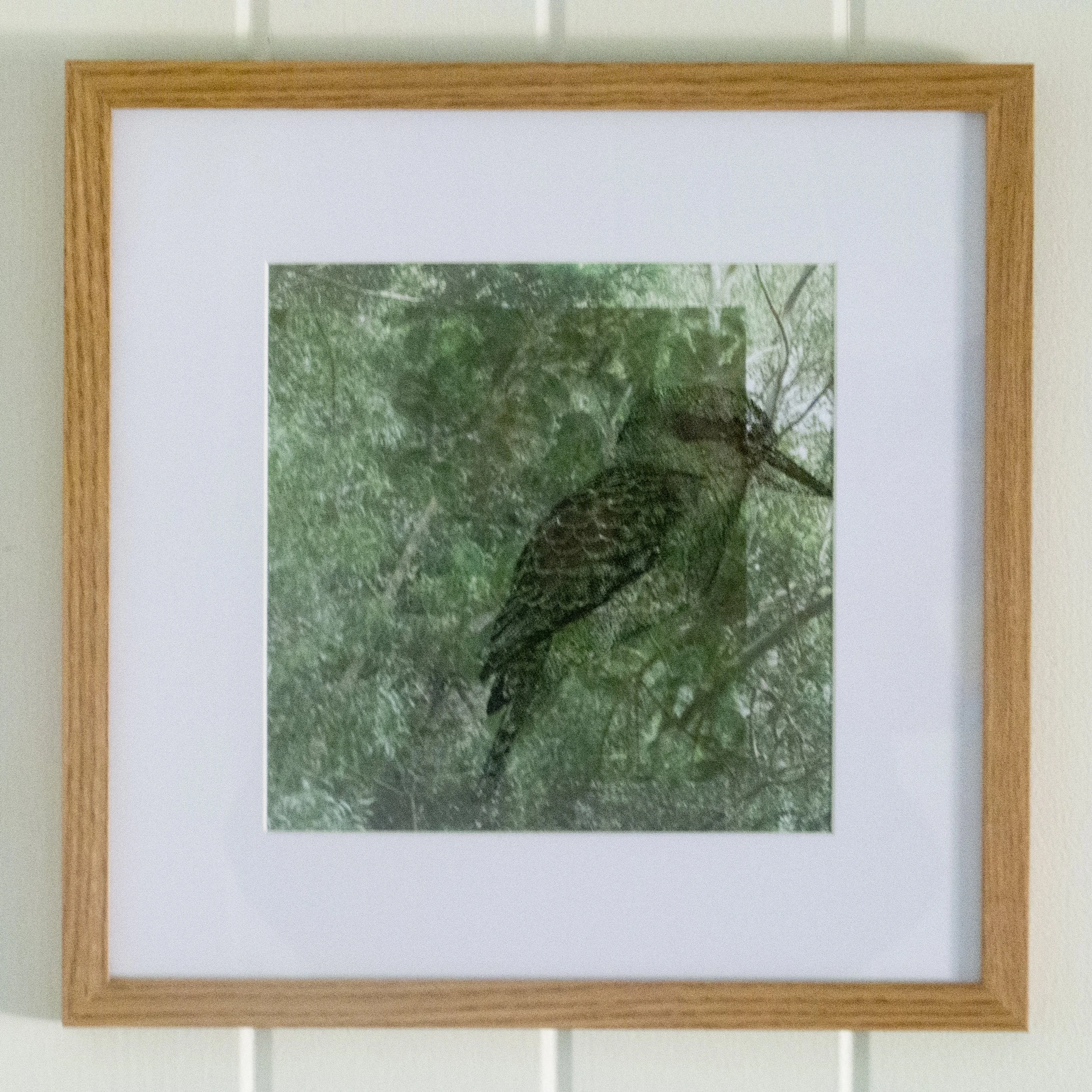 04_framed (in situ)_kookaburra.jpg