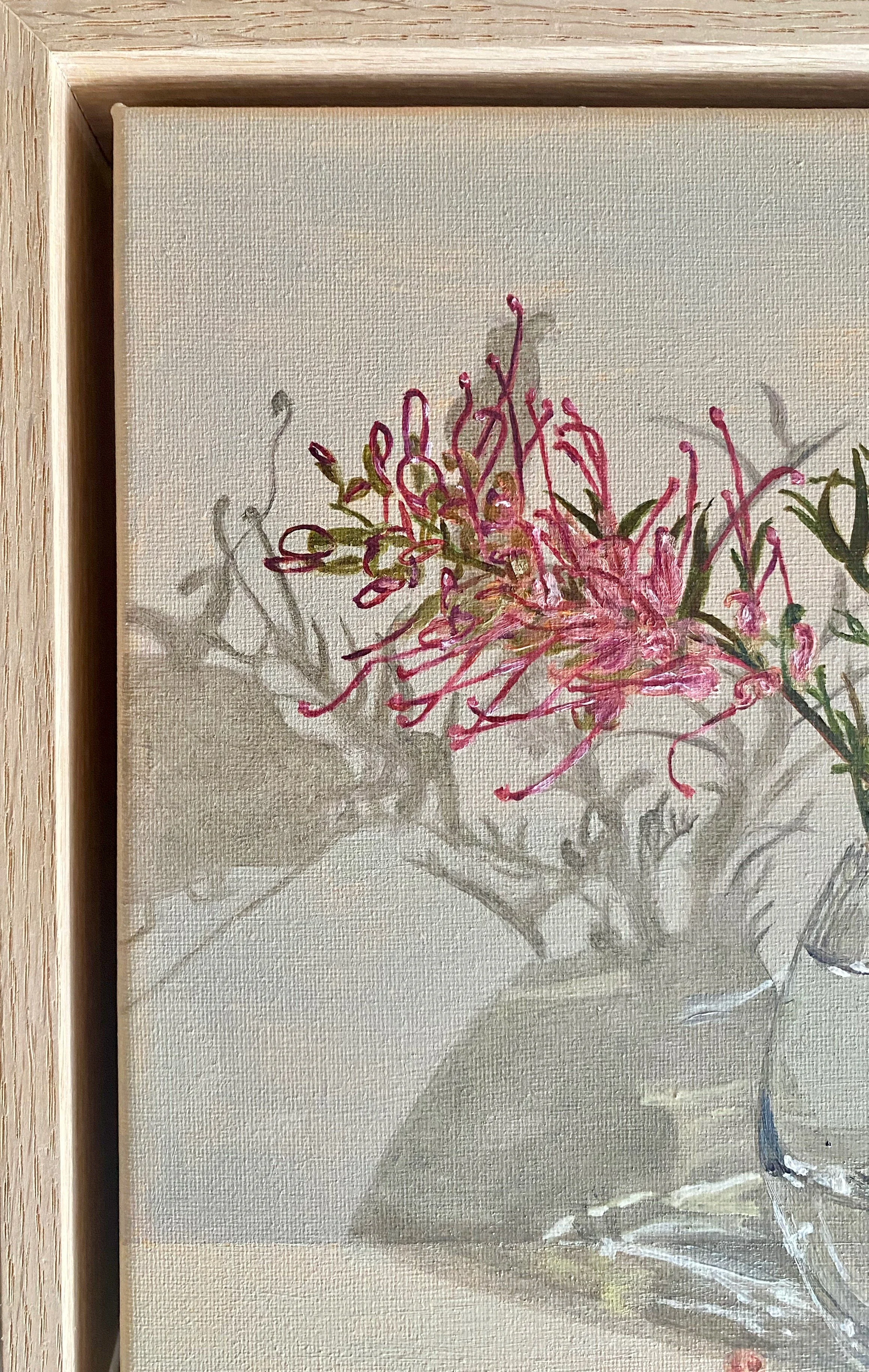 First Blush Grevillea frame image.jpeg