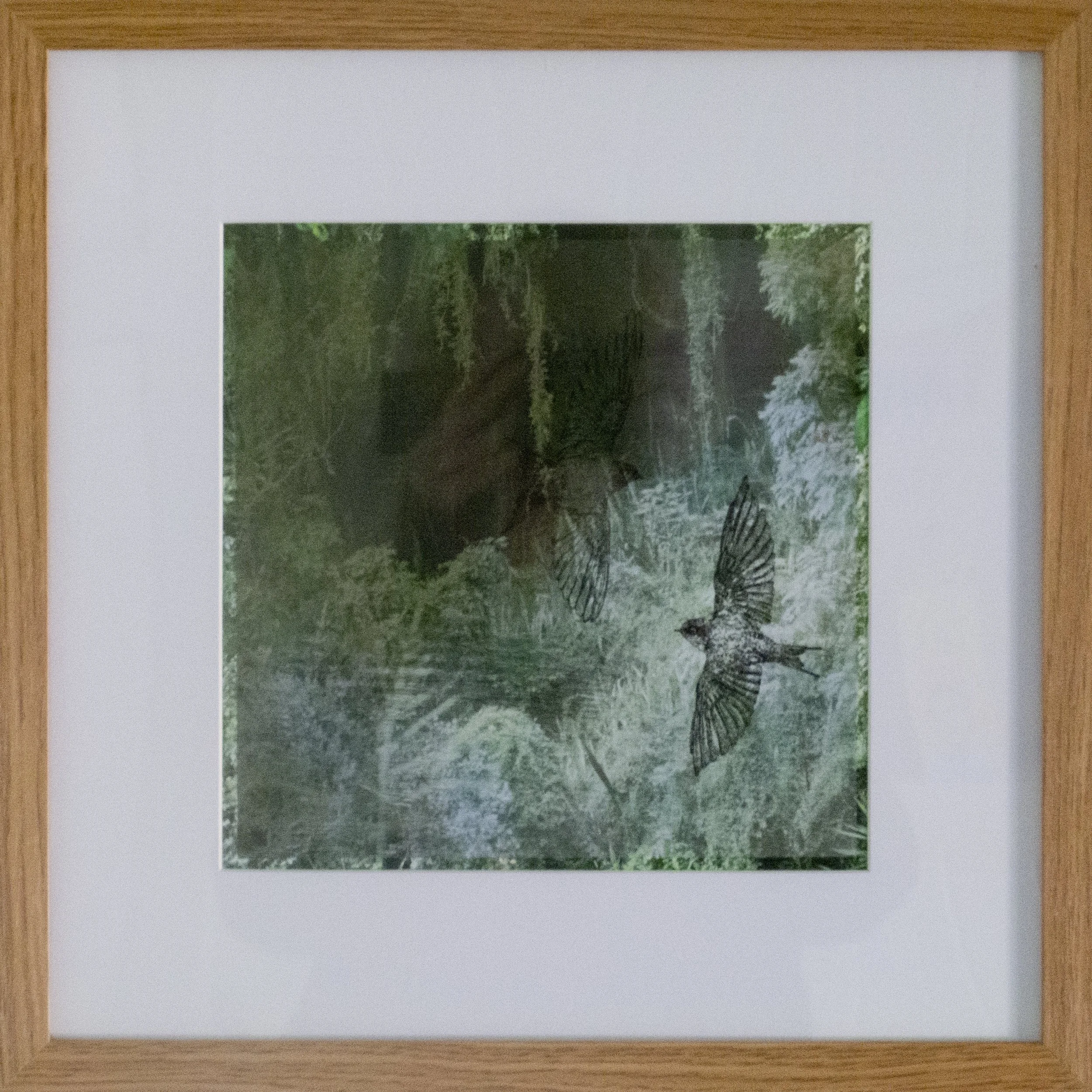 Welcome Swallows - Alex Chadwick