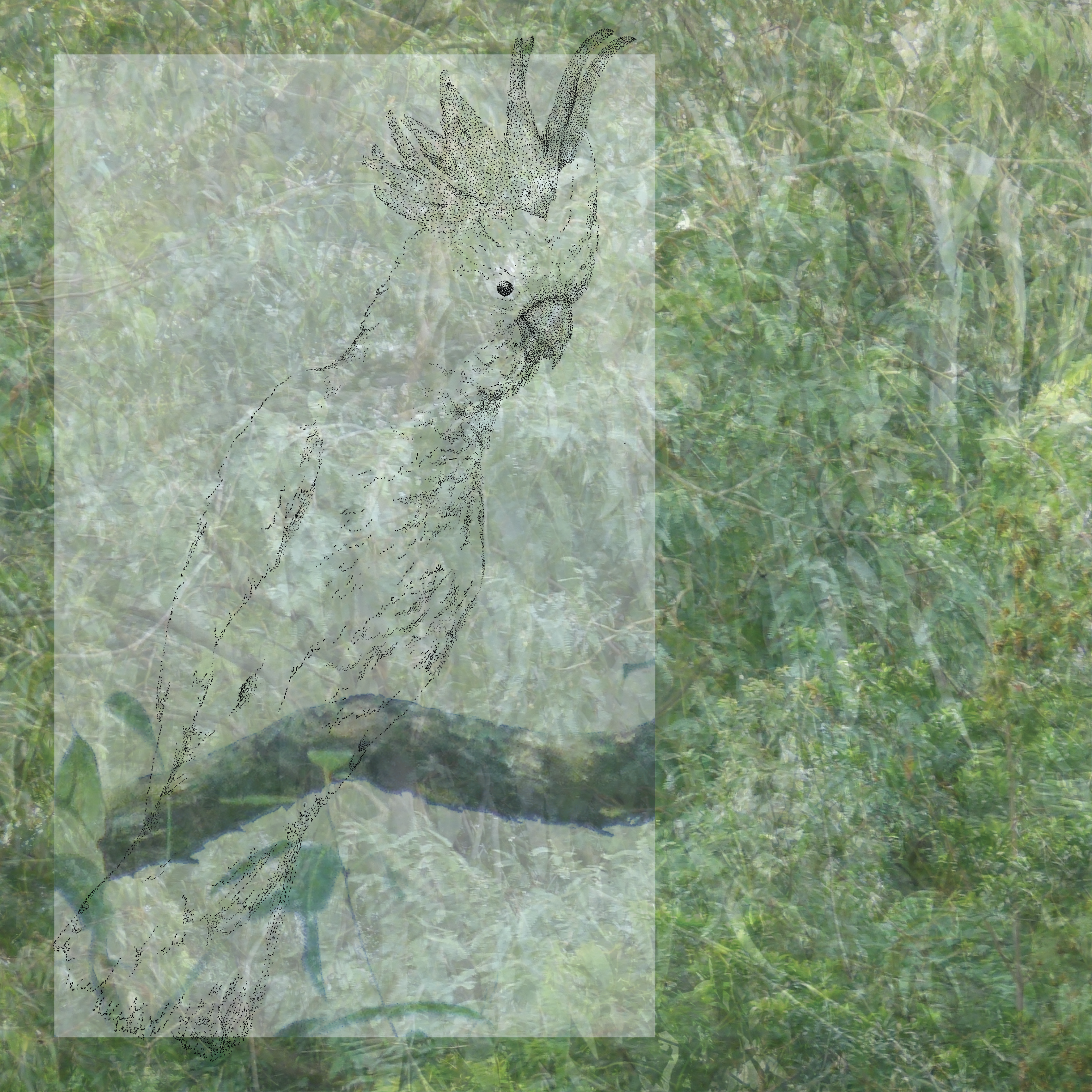 03_Cockatoo.png