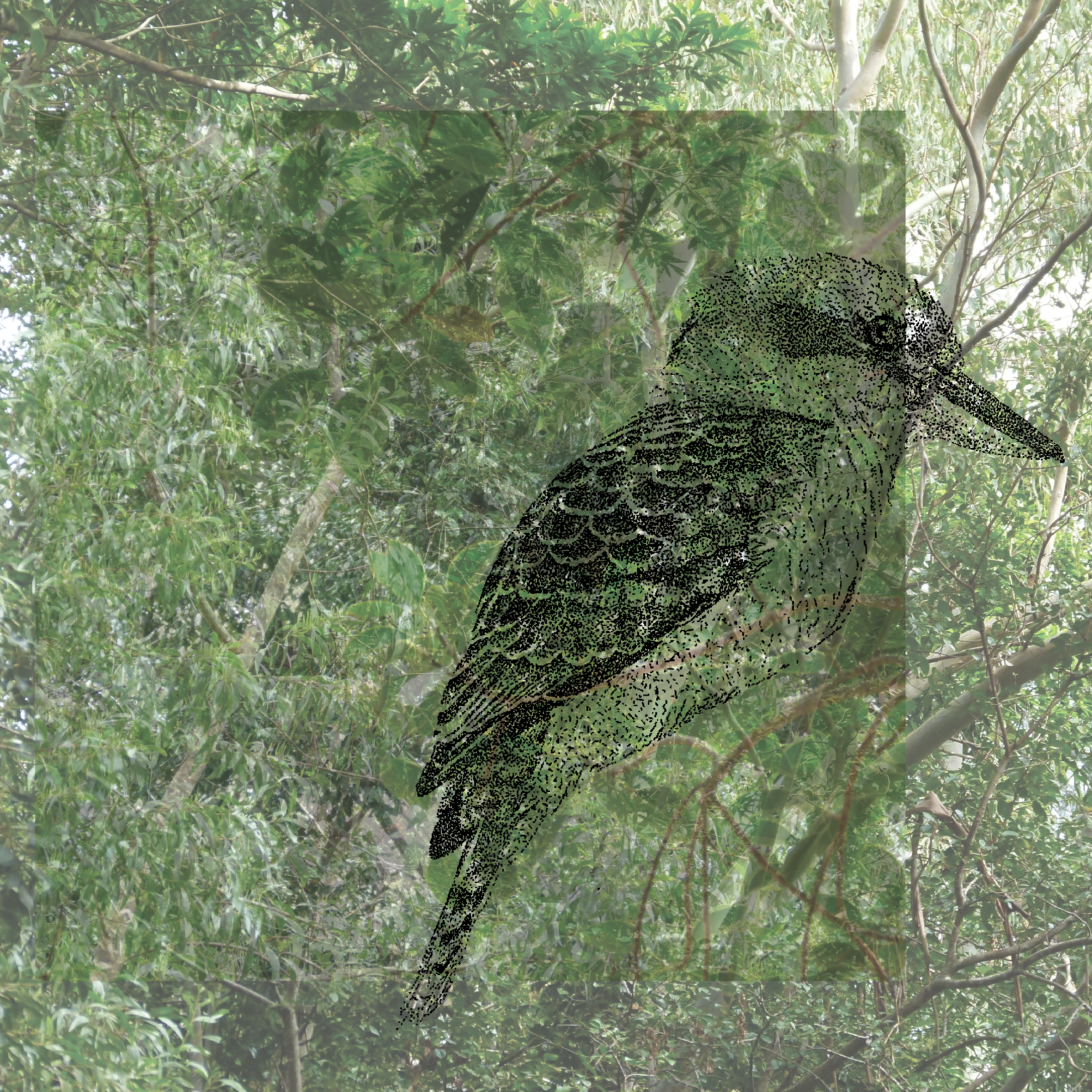 04_kookaburra.png