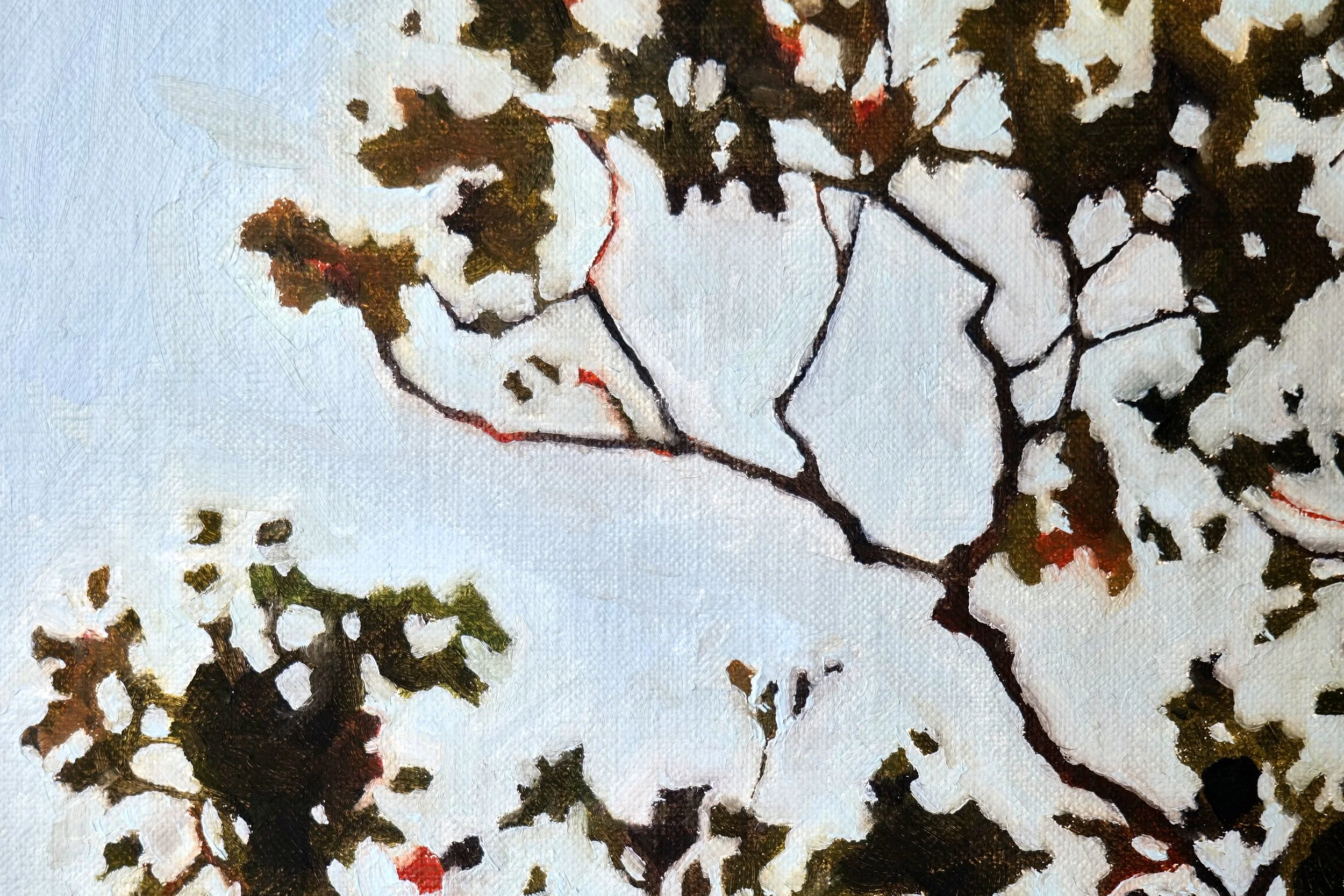 23_River Red Gum_ImageB.jpeg