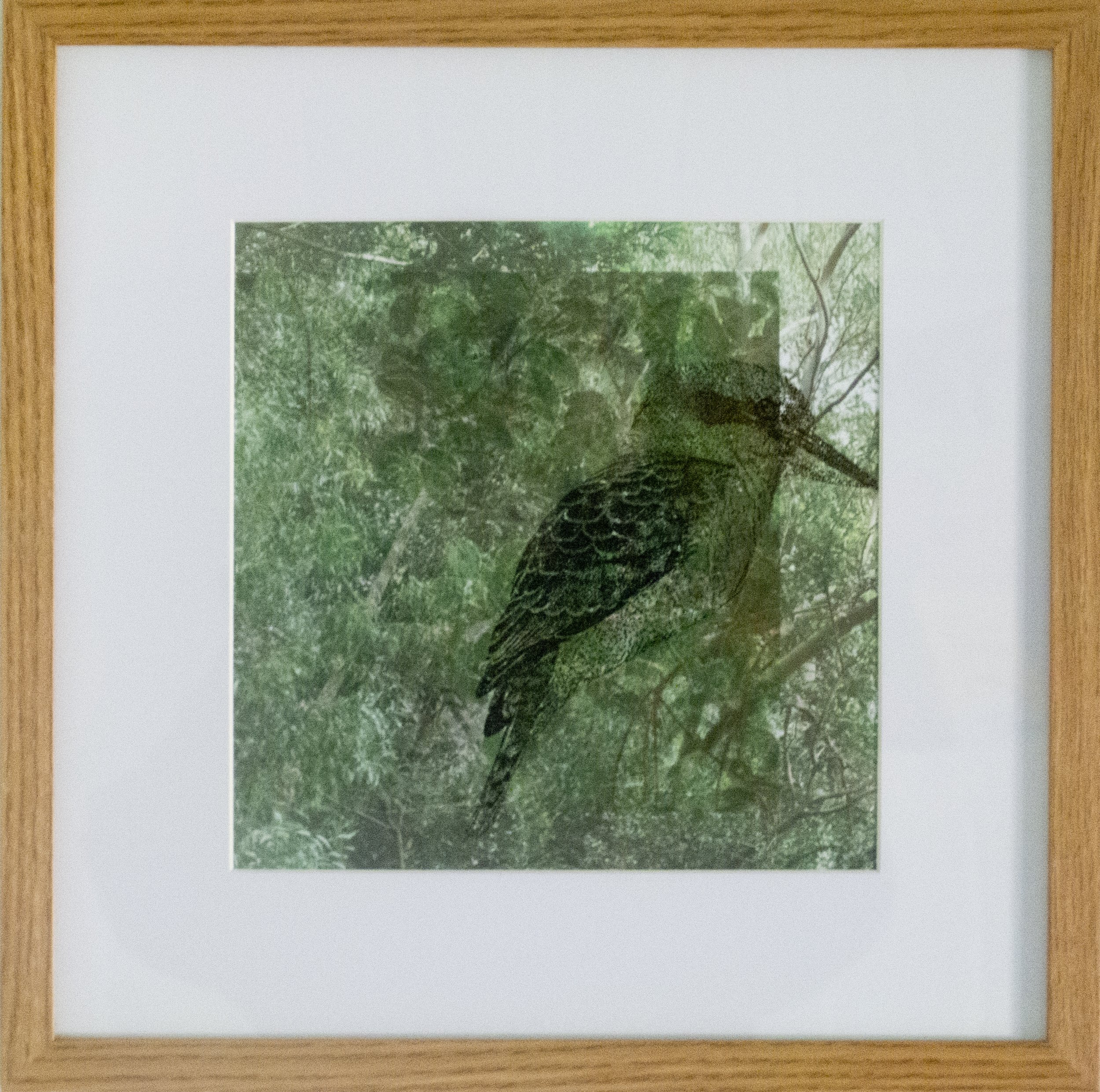 04_framed_kookaburra.jpg