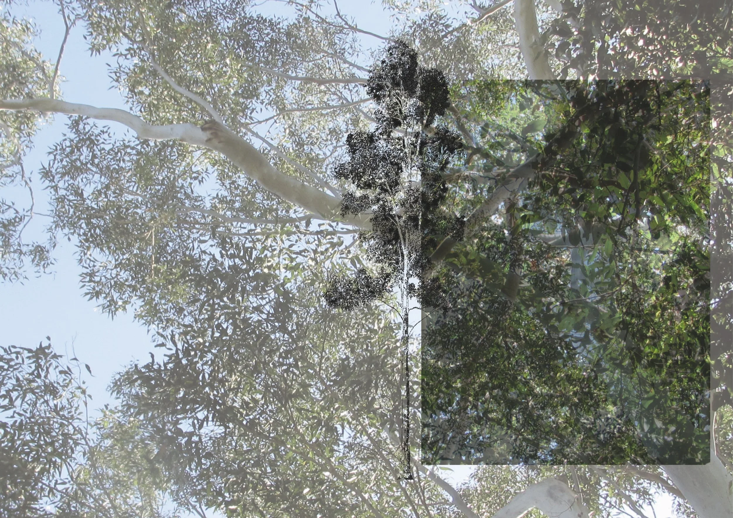 Eucalyptus Grandis (Flooded Gum) - Alex Chadwick